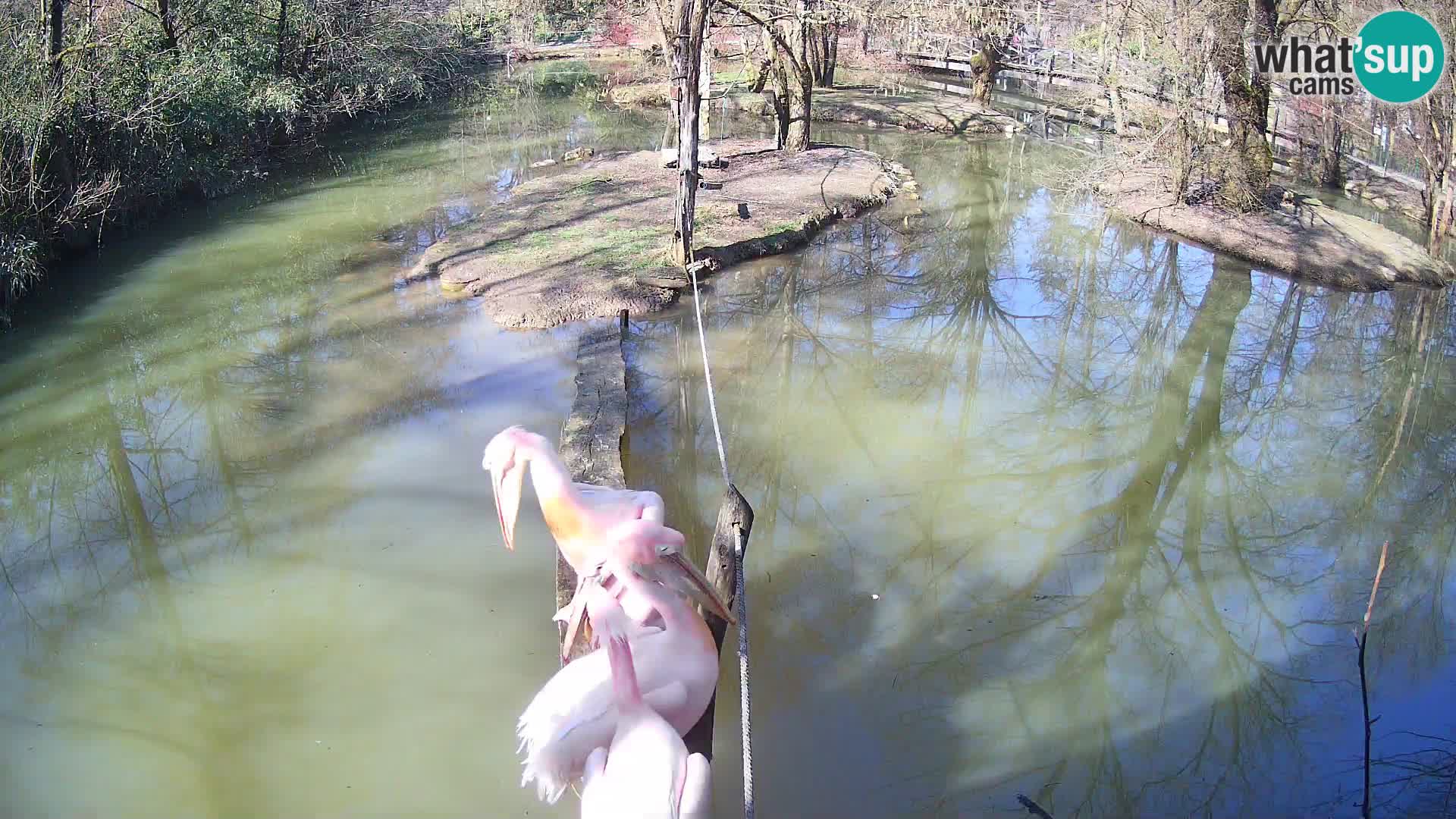 Navadni vari v živo – Ljubljana živalski vrt