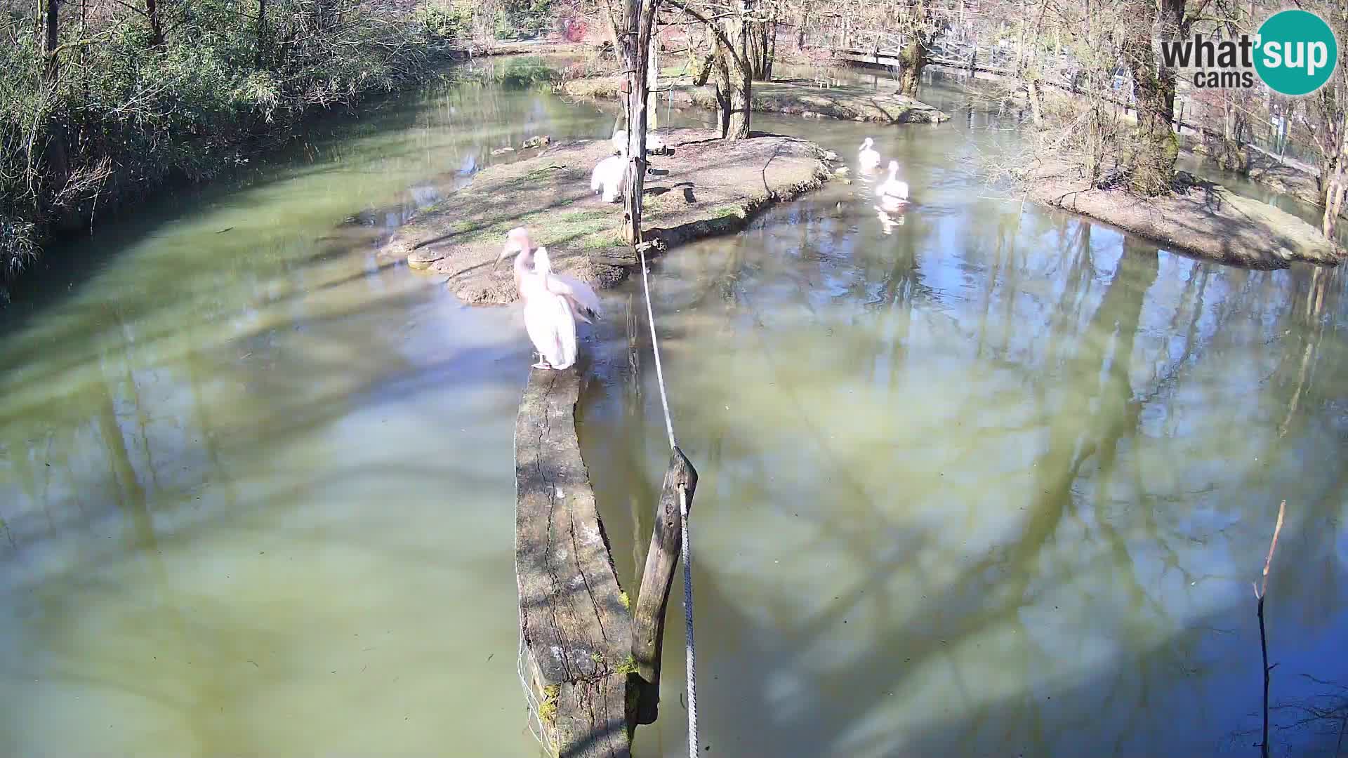 Lémur rufo blanco y negro – Ljubljana Zoo en vivo