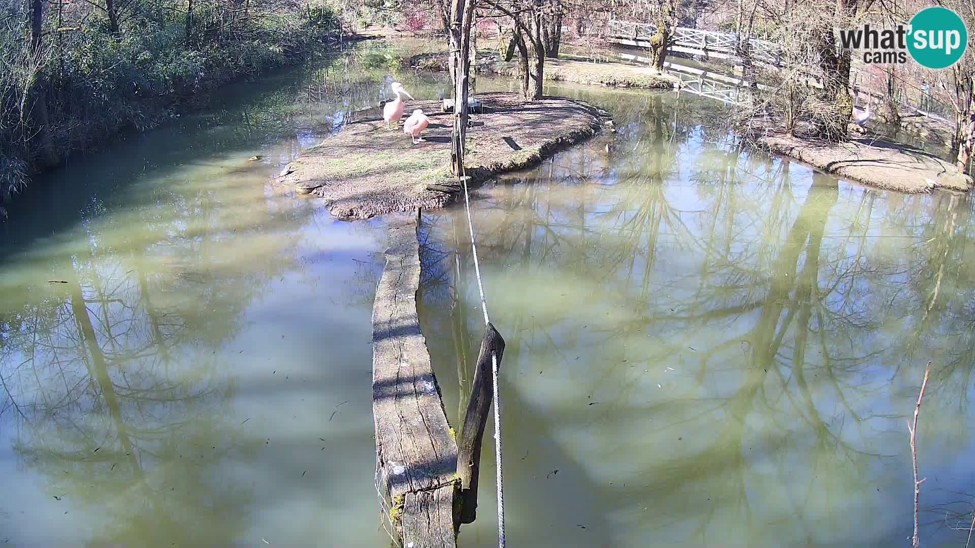 Navadni vari v živo – Ljubljana živalski vrt