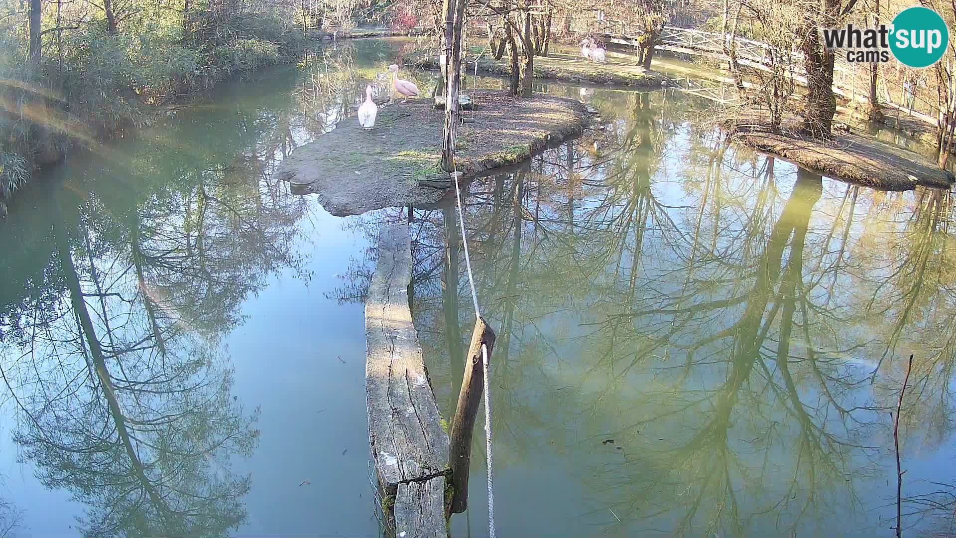 Navadni vari u živo – Ljubljana zoo