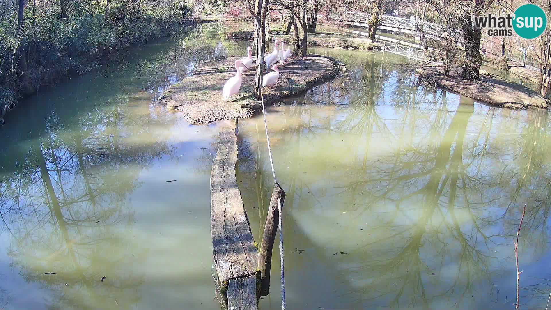 Lémur rufo blanco y negro – Ljubljana Zoo en vivo