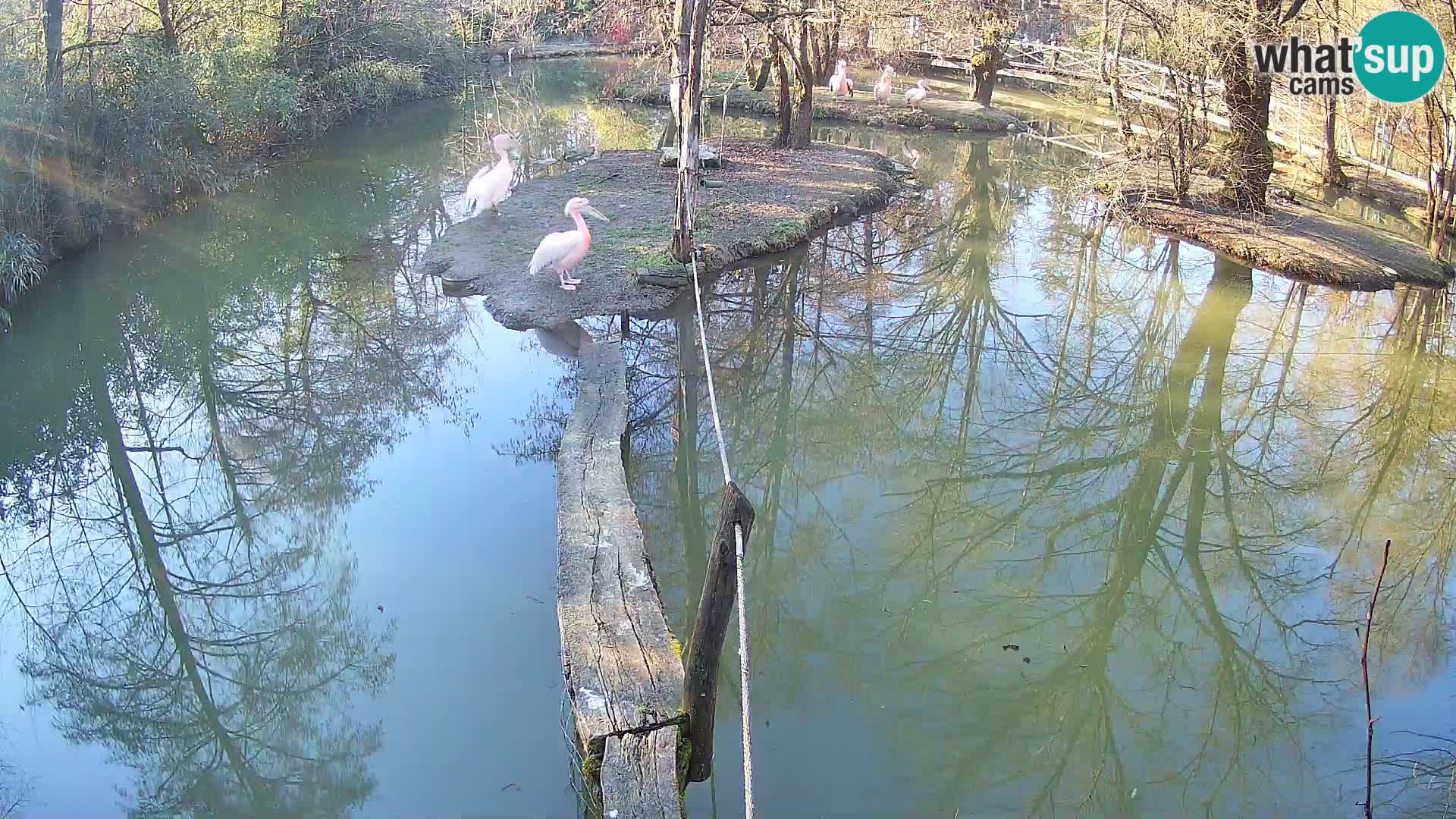 Lémur rufo blanco y negro – Ljubljana Zoo en vivo