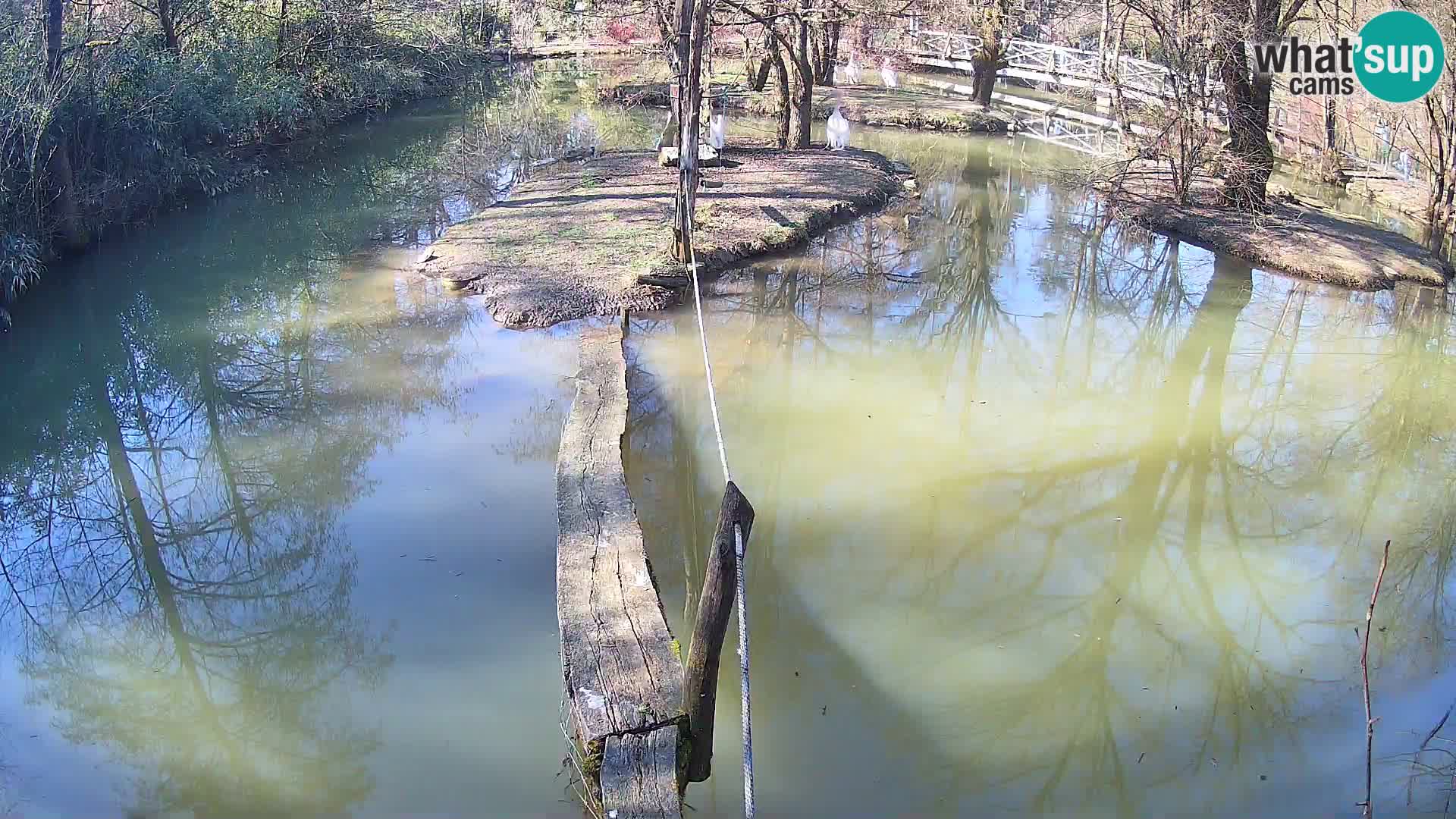 Schwarzweiße Vari Zoo Ljubljana webcam