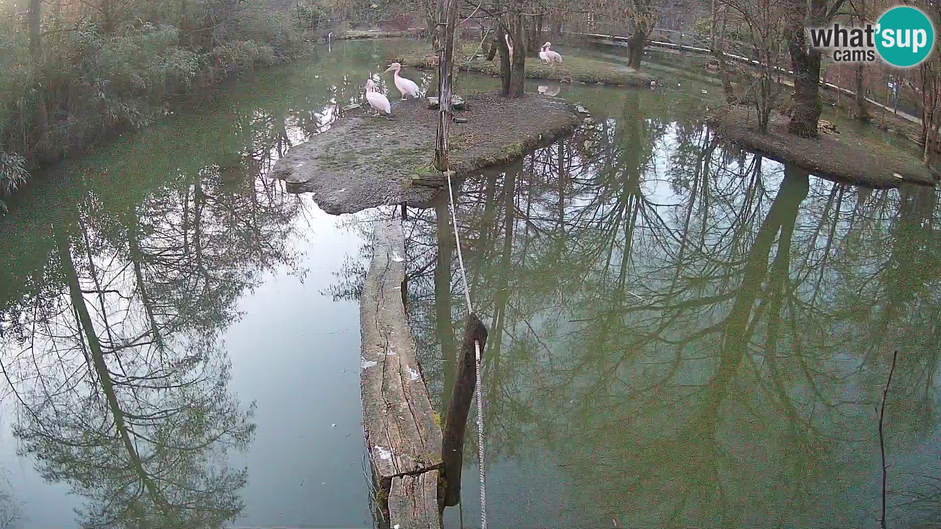 Vari bianconero Zoo Ljubljana webcam
