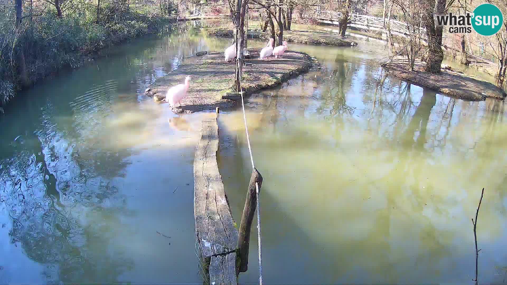 Vari noir et blanc – Ljubljana ZOO  livecam