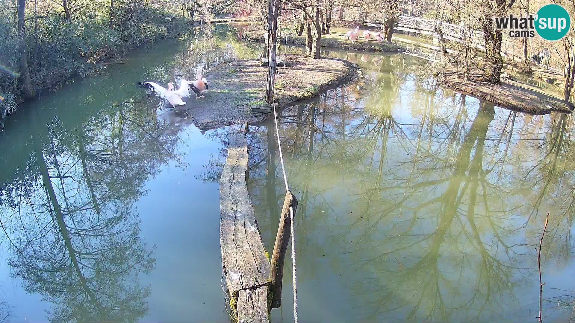 Navadni vari u živo – Ljubljana zoo