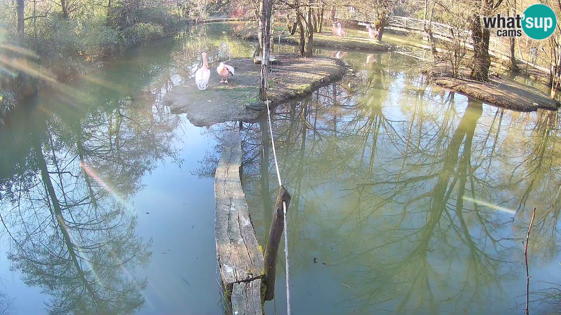 Vari bianconero Zoo Ljubljana webcam