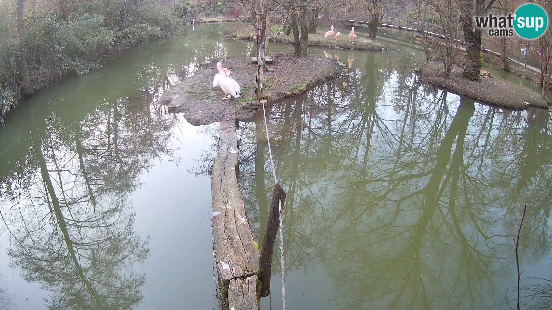 Schwarzweiße Vari Zoo Ljubljana webcam