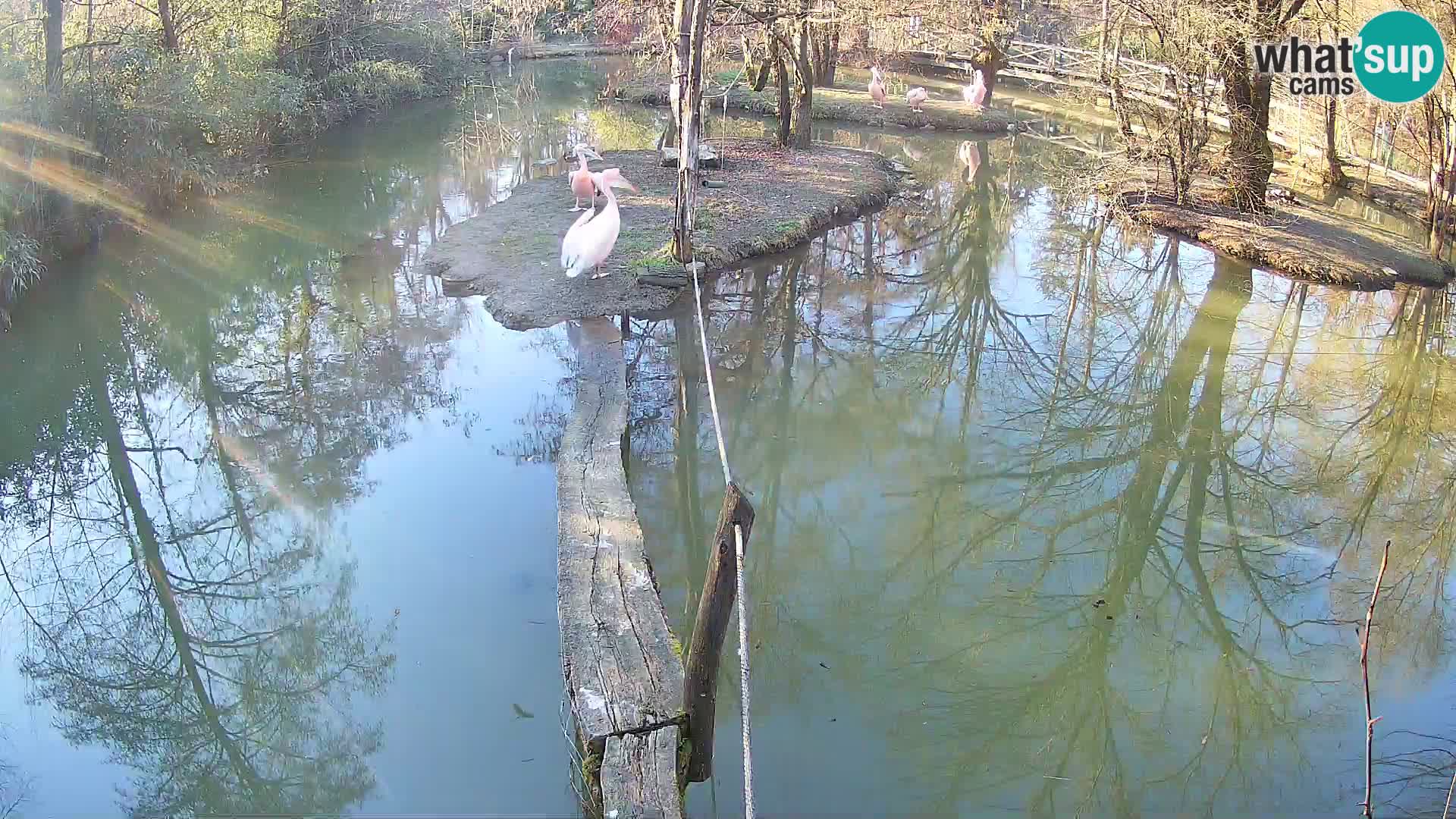 Schwarzweiße Vari Zoo Ljubljana webcam