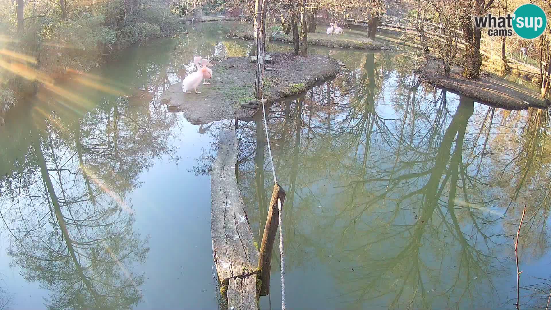 Lémur rufo blanco y negro – Ljubljana Zoo en vivo