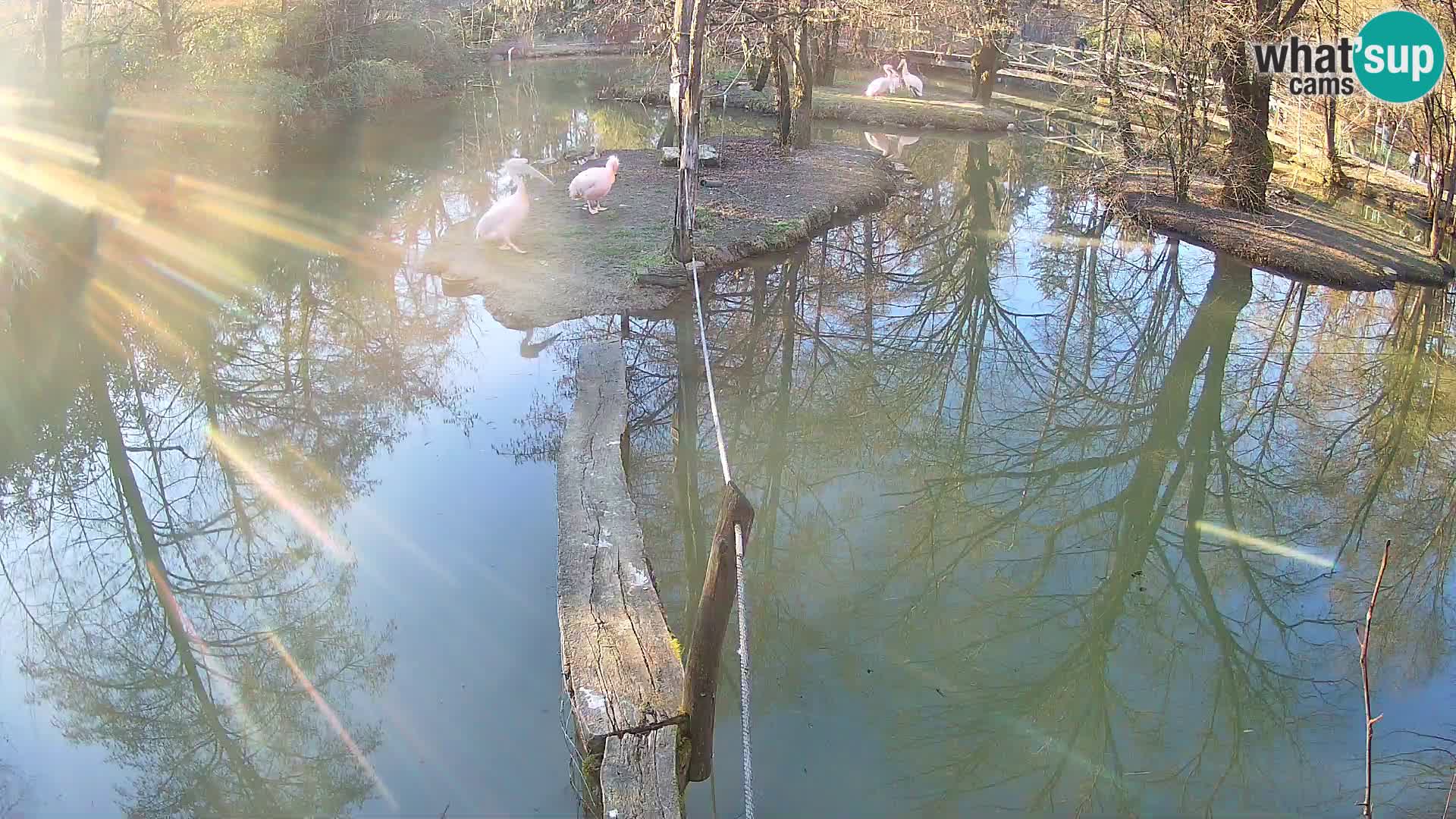 Vari bianconero Zoo Ljubljana webcam