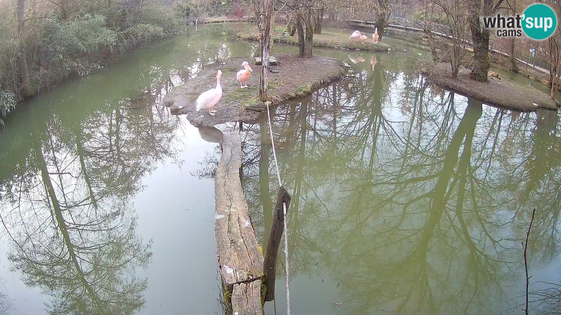 Vari noir et blanc – Ljubljana ZOO  livecam