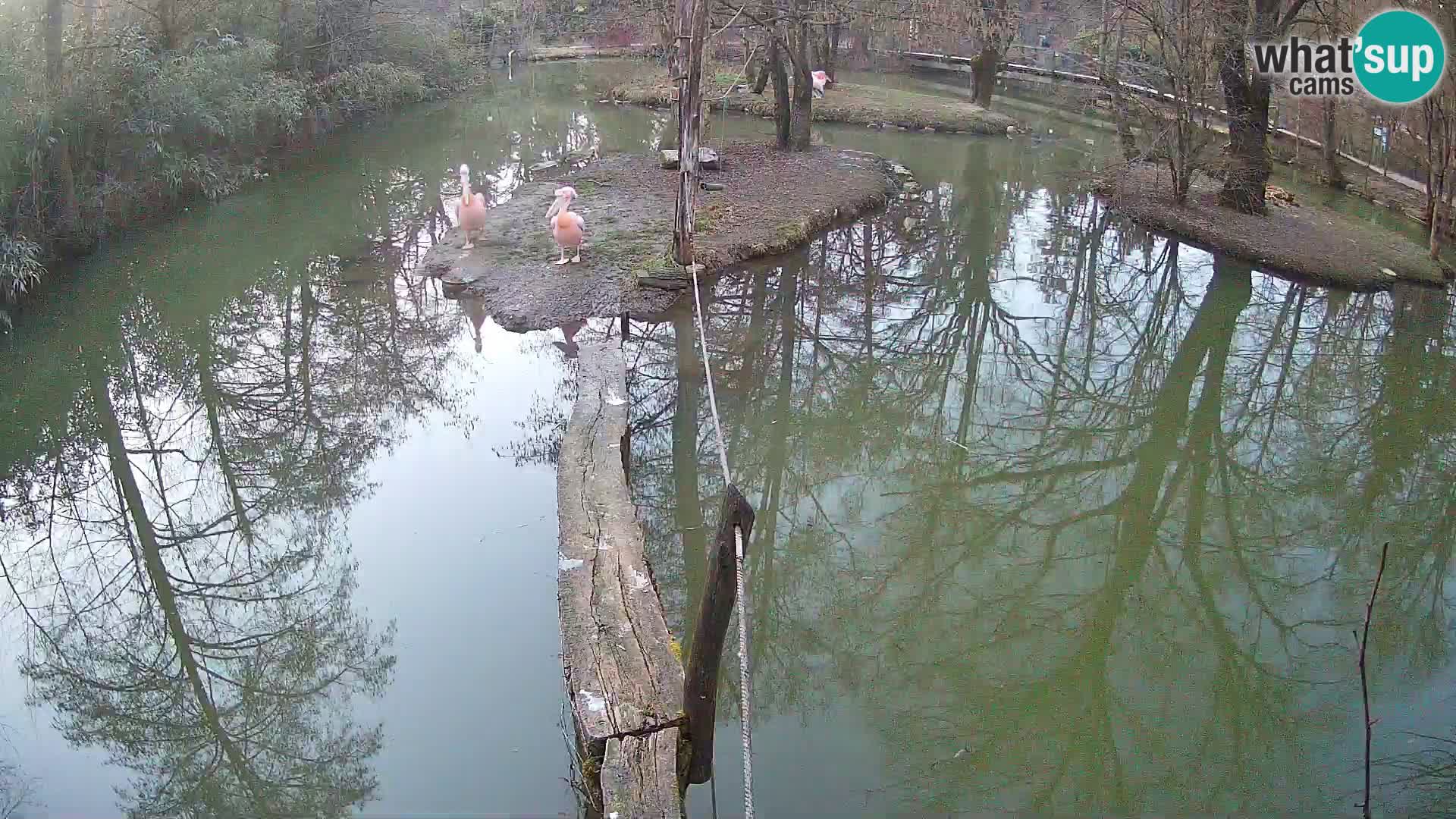 Lémur rufo blanco y negro – Ljubljana Zoo en vivo