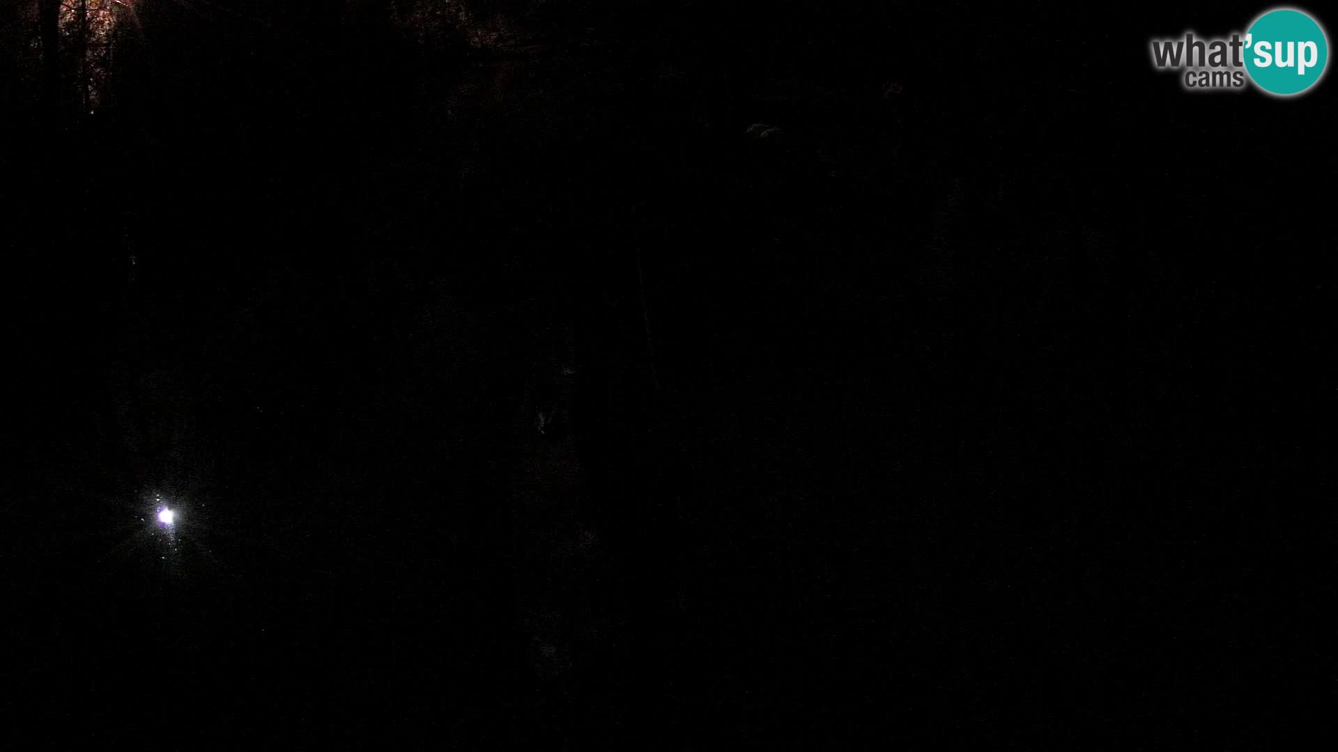 Lémur rufo blanco y negro – Ljubljana Zoo en vivo