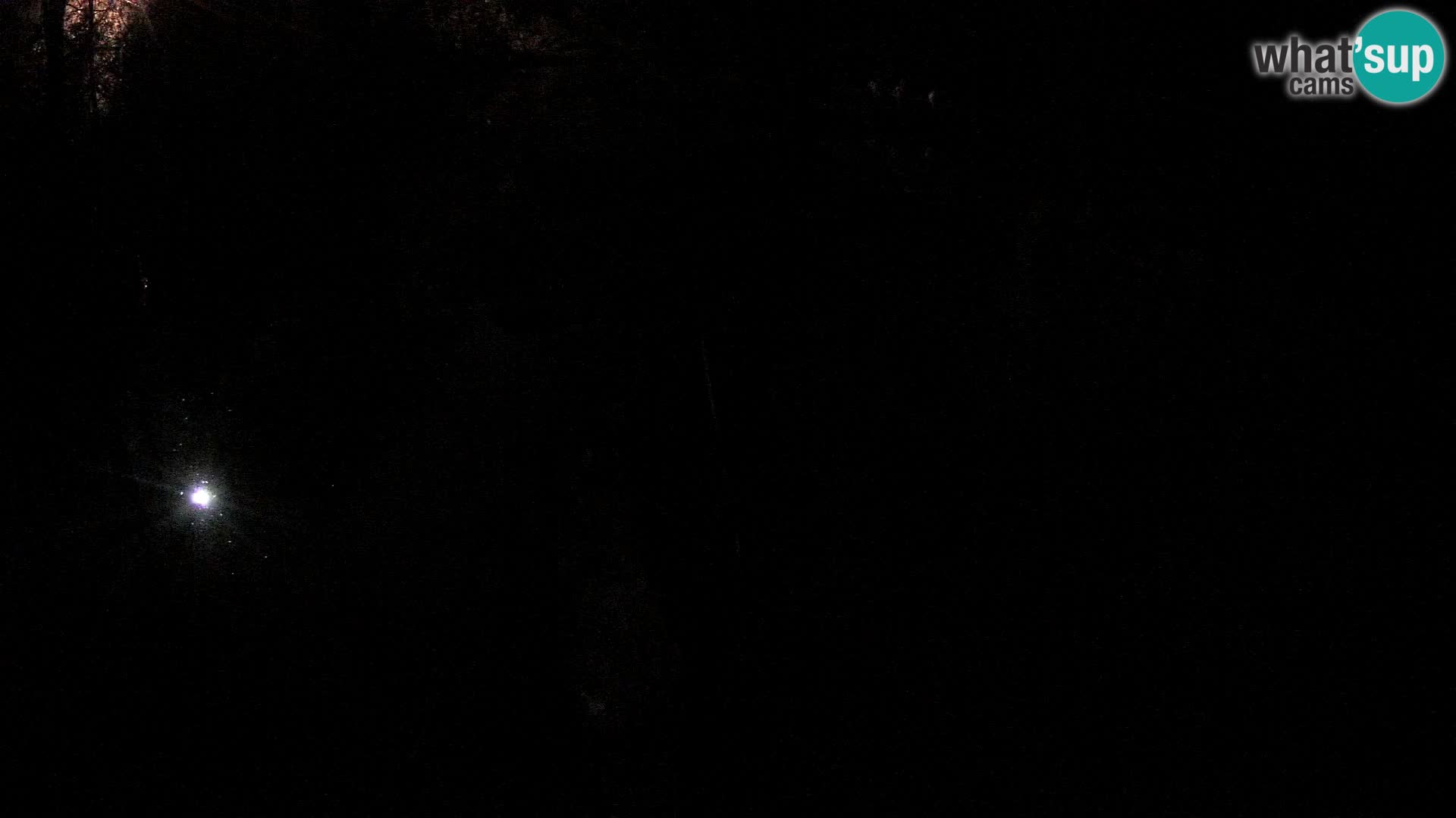 Lémur rufo blanco y negro – Ljubljana Zoo en vivo