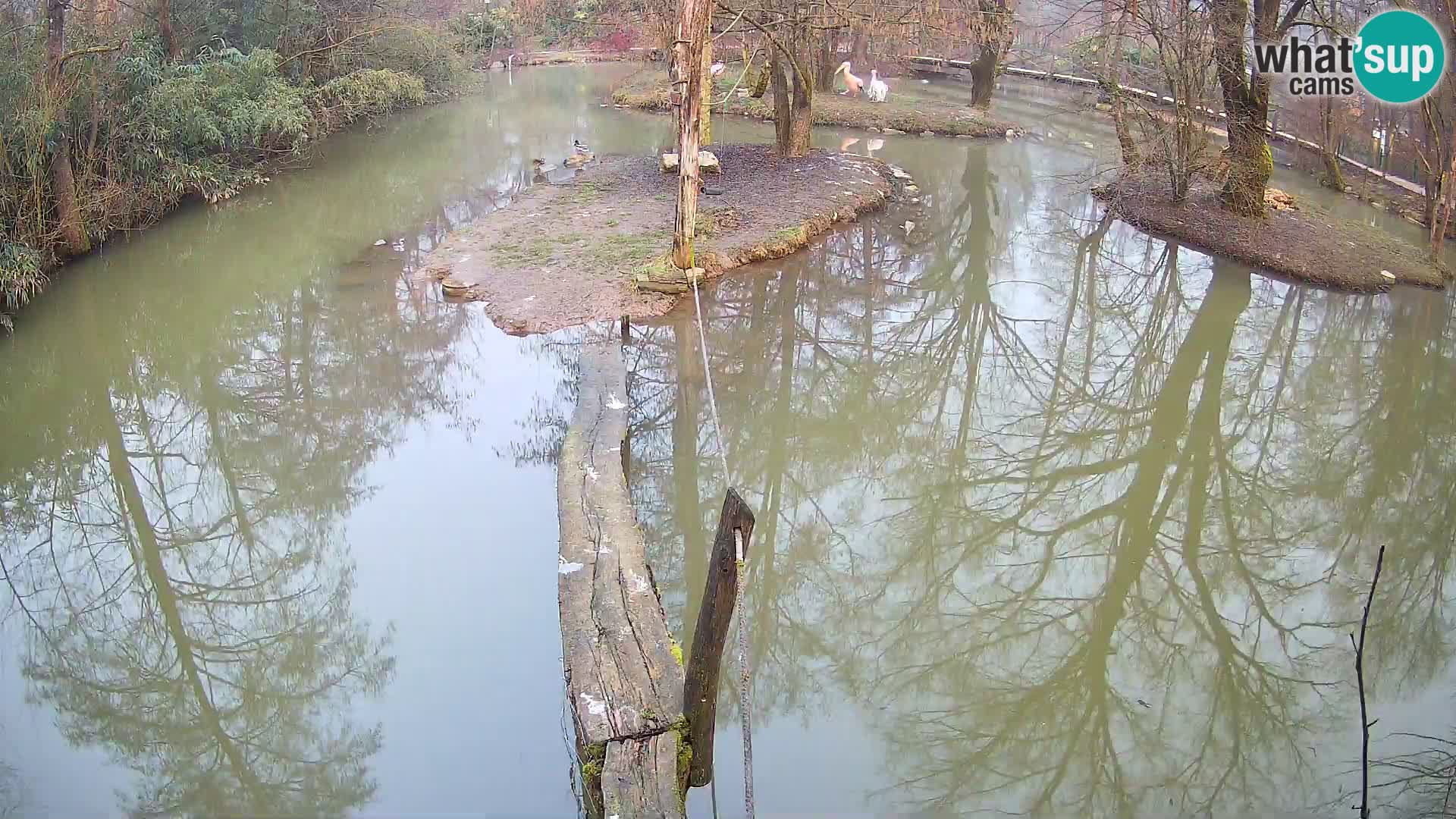 Lémur rufo blanco y negro – Ljubljana Zoo en vivo