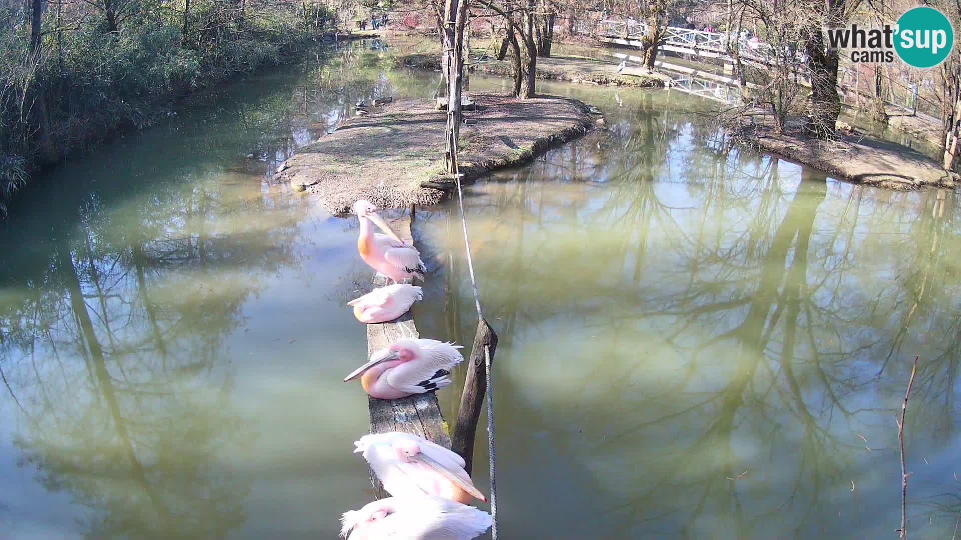 Navadni vari v živo – Ljubljana živalski vrt