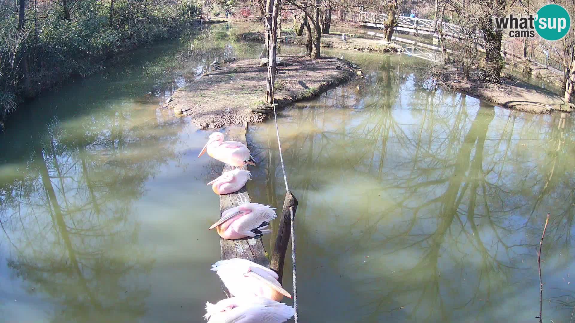 Navadni vari v živo – Ljubljana živalski vrt