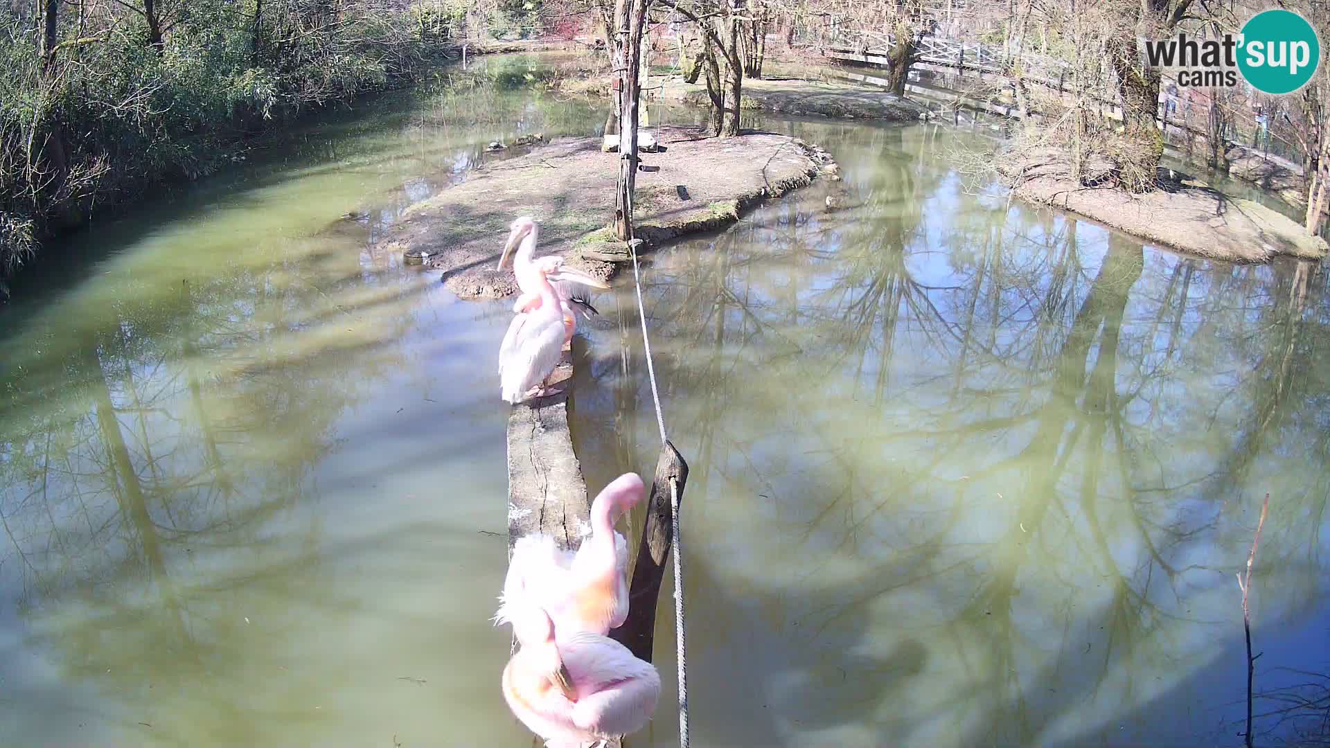 Lémur rufo blanco y negro – Ljubljana Zoo en vivo