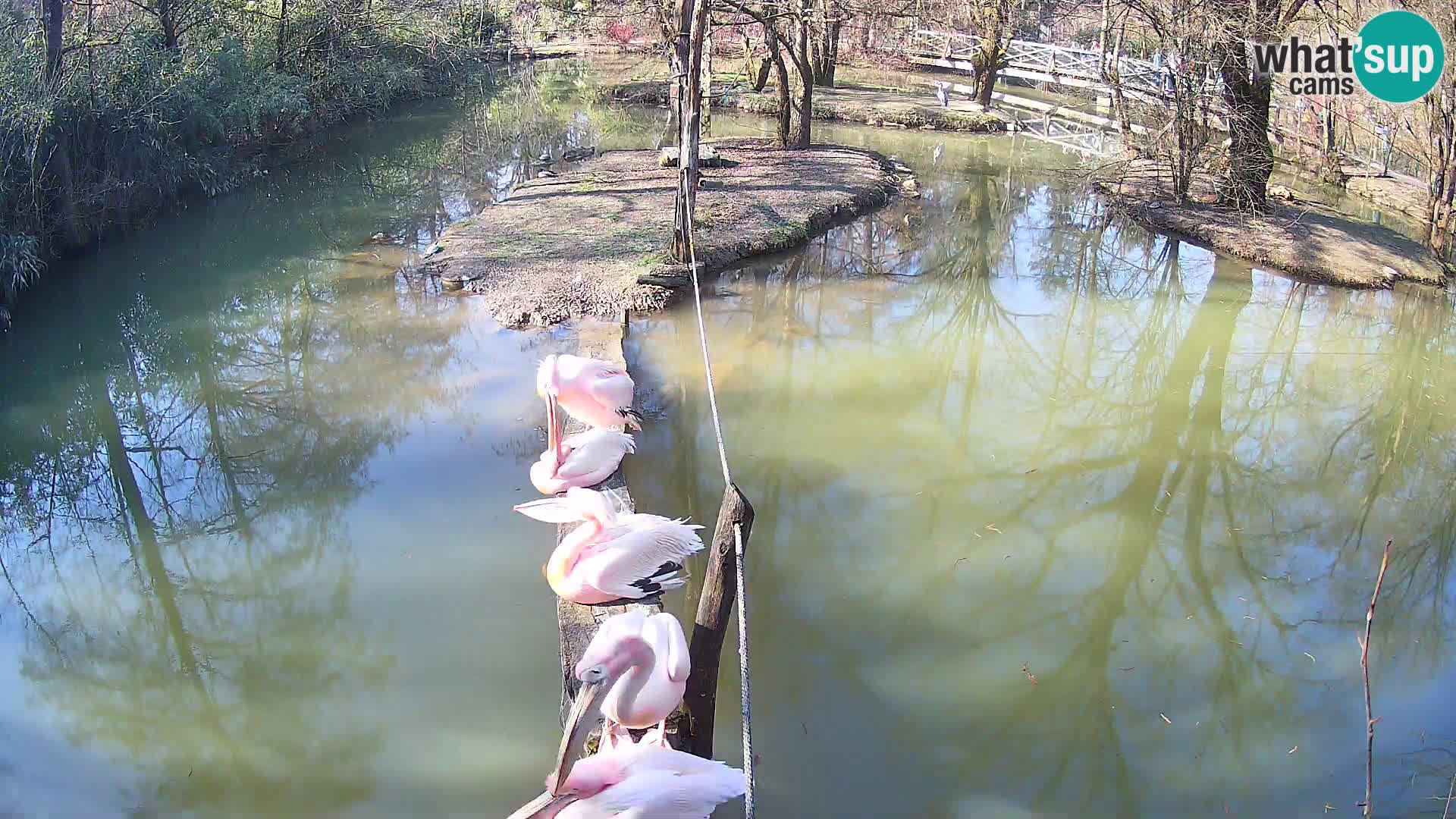 Lémur rufo blanco y negro – Ljubljana Zoo en vivo