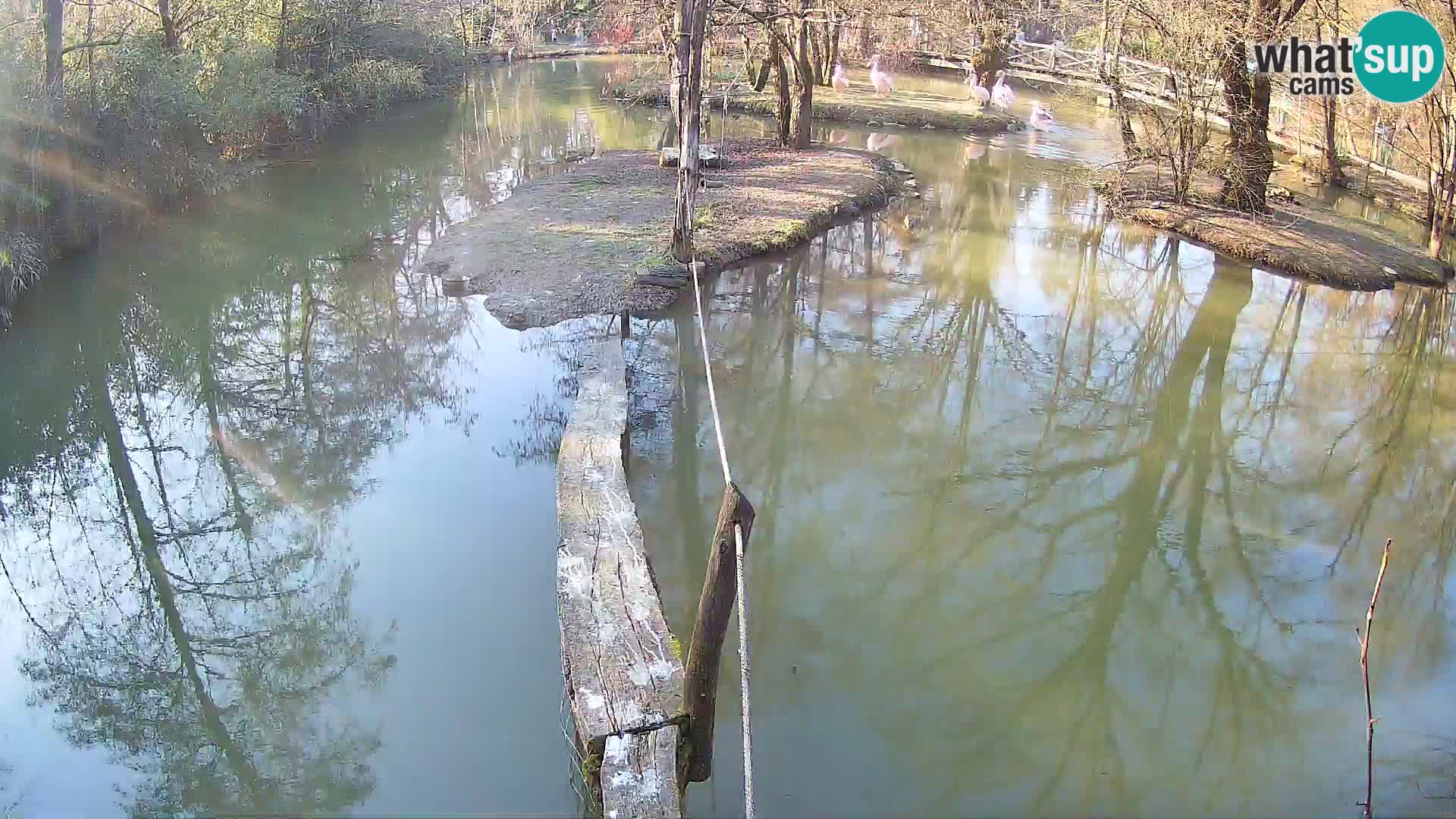 Navadni vari v živo – Ljubljana živalski vrt