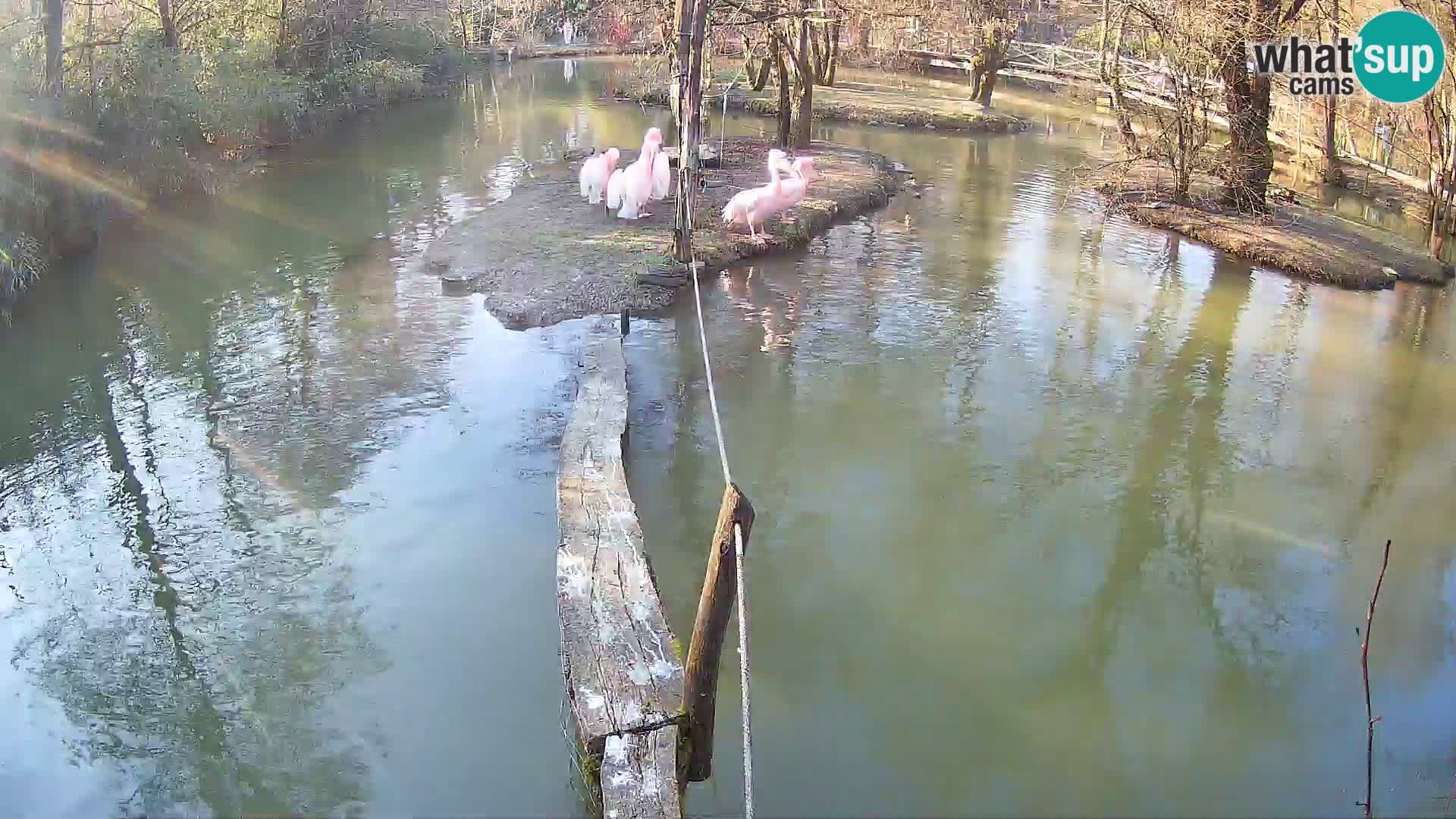 Navadni vari v živo – Ljubljana živalski vrt