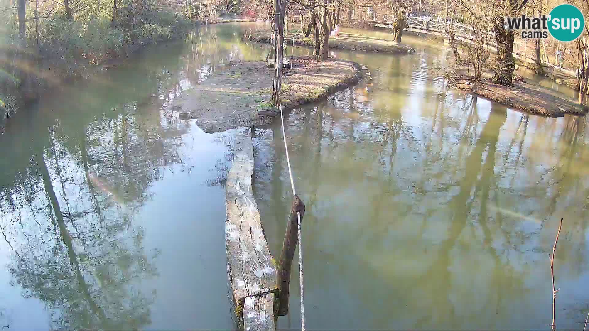 Lémur rufo blanco y negro – Ljubljana Zoo en vivo