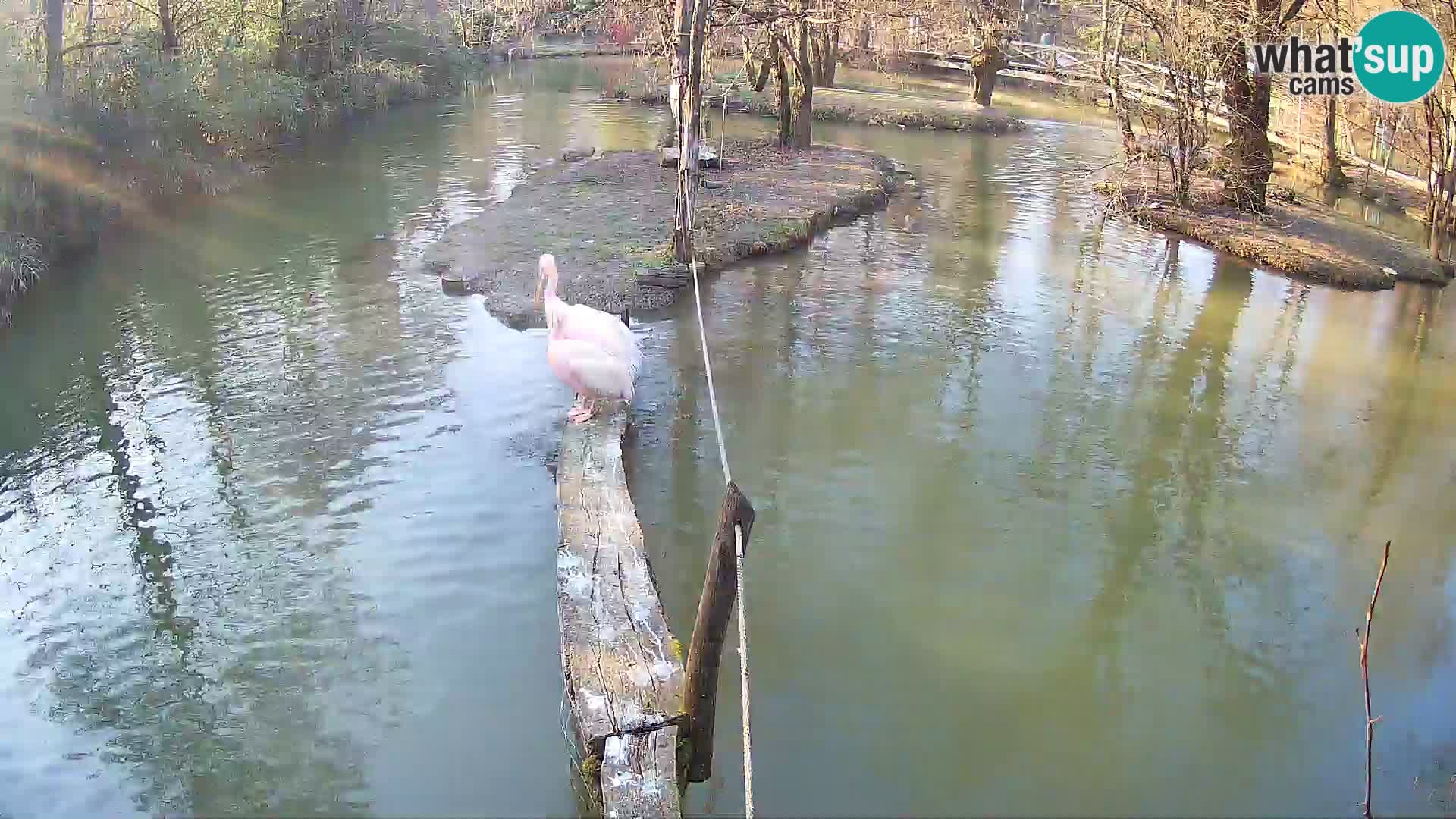 Vari bianconero Zoo Ljubljana webcam