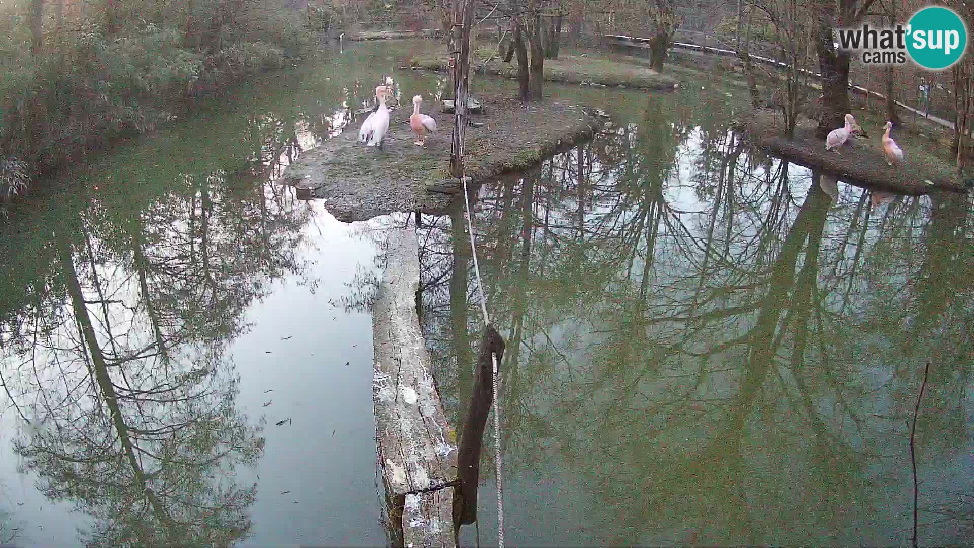Vari noir et blanc – Ljubljana ZOO  livecam