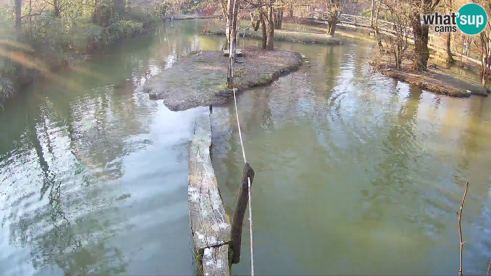 Schwarzweiße Vari Zoo Ljubljana webcam