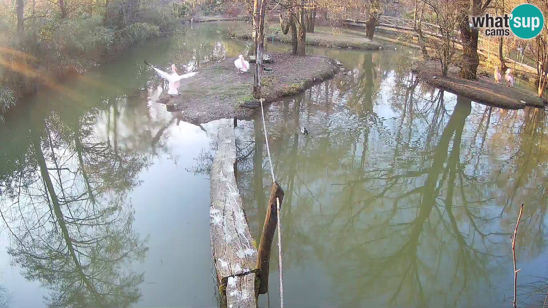 Navadni vari u živo – Ljubljana zoo