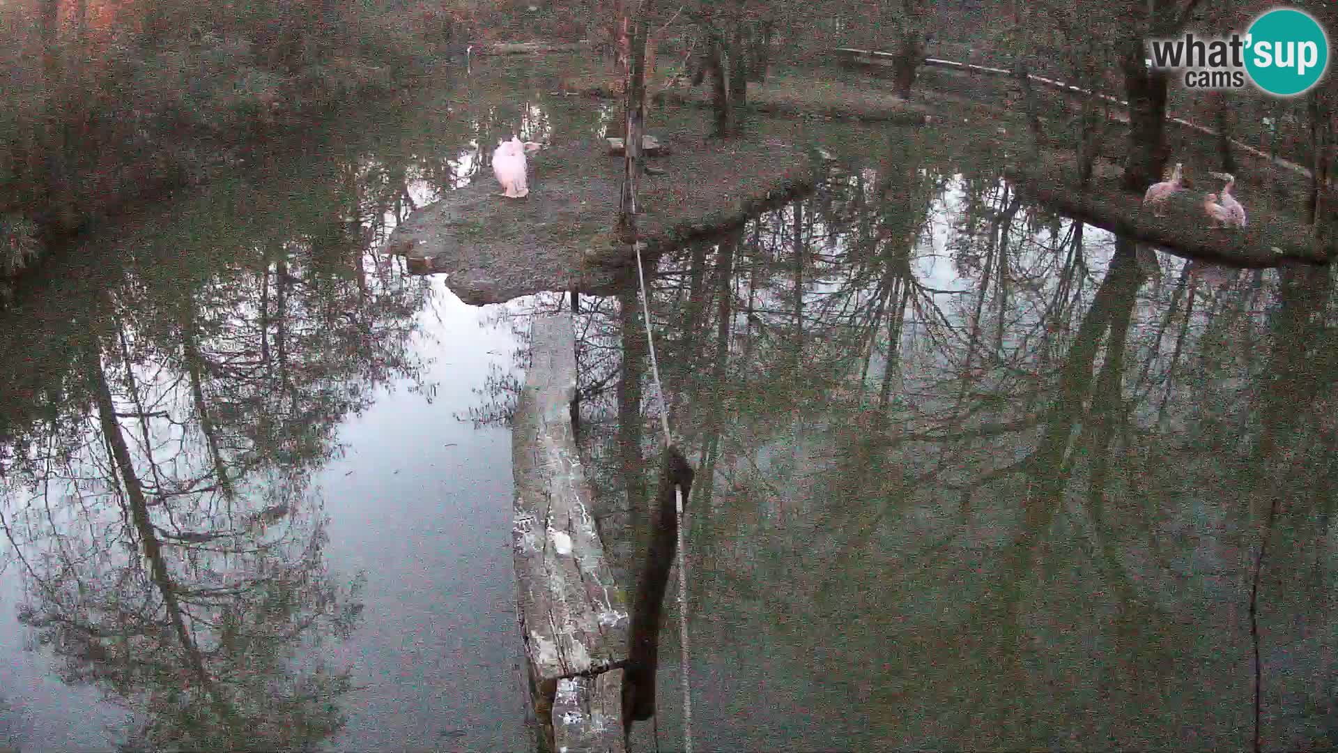 Schwarzweiße Vari Zoo Ljubljana webcam