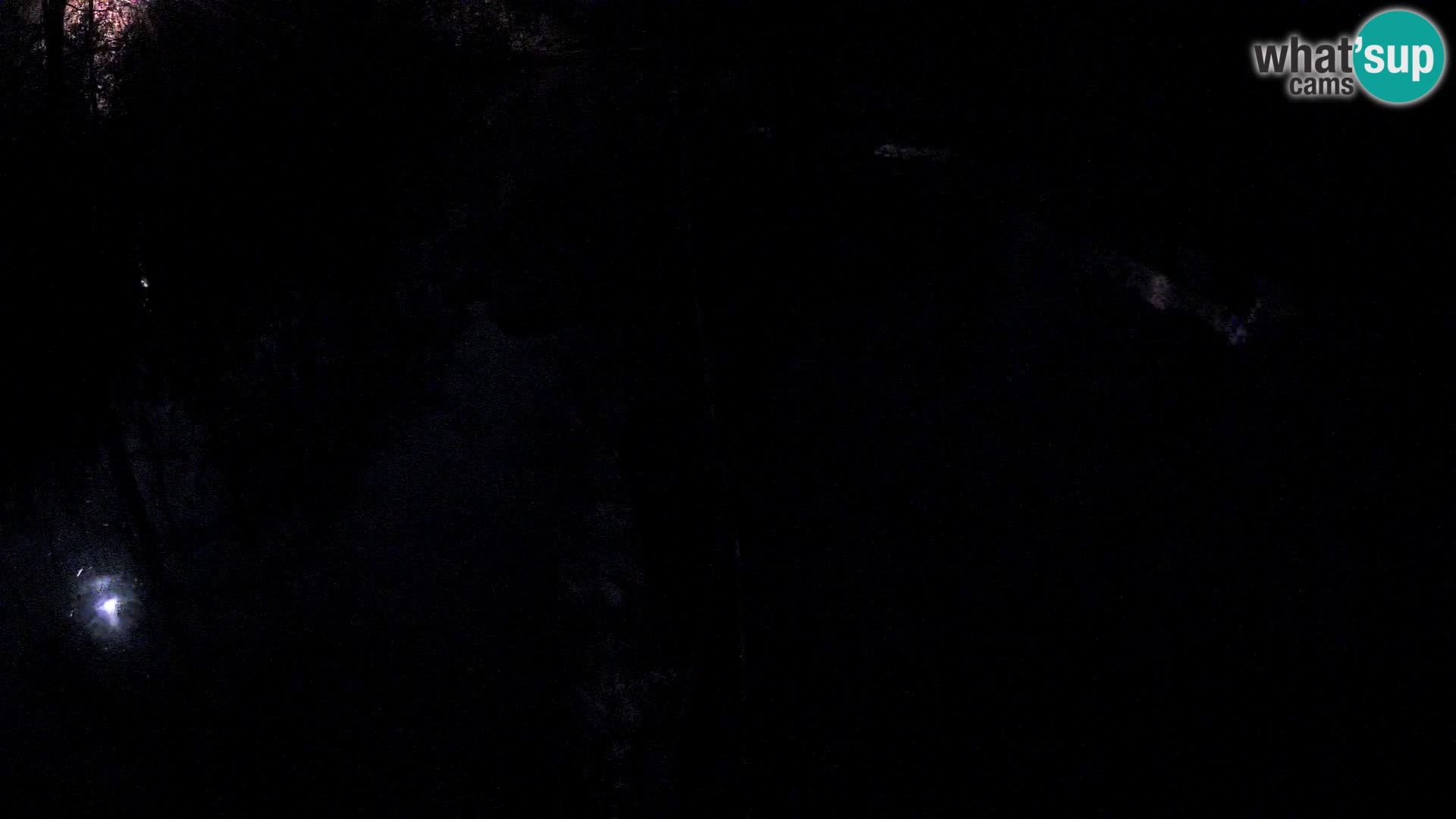 Vari bianconero Zoo Ljubljana webcam