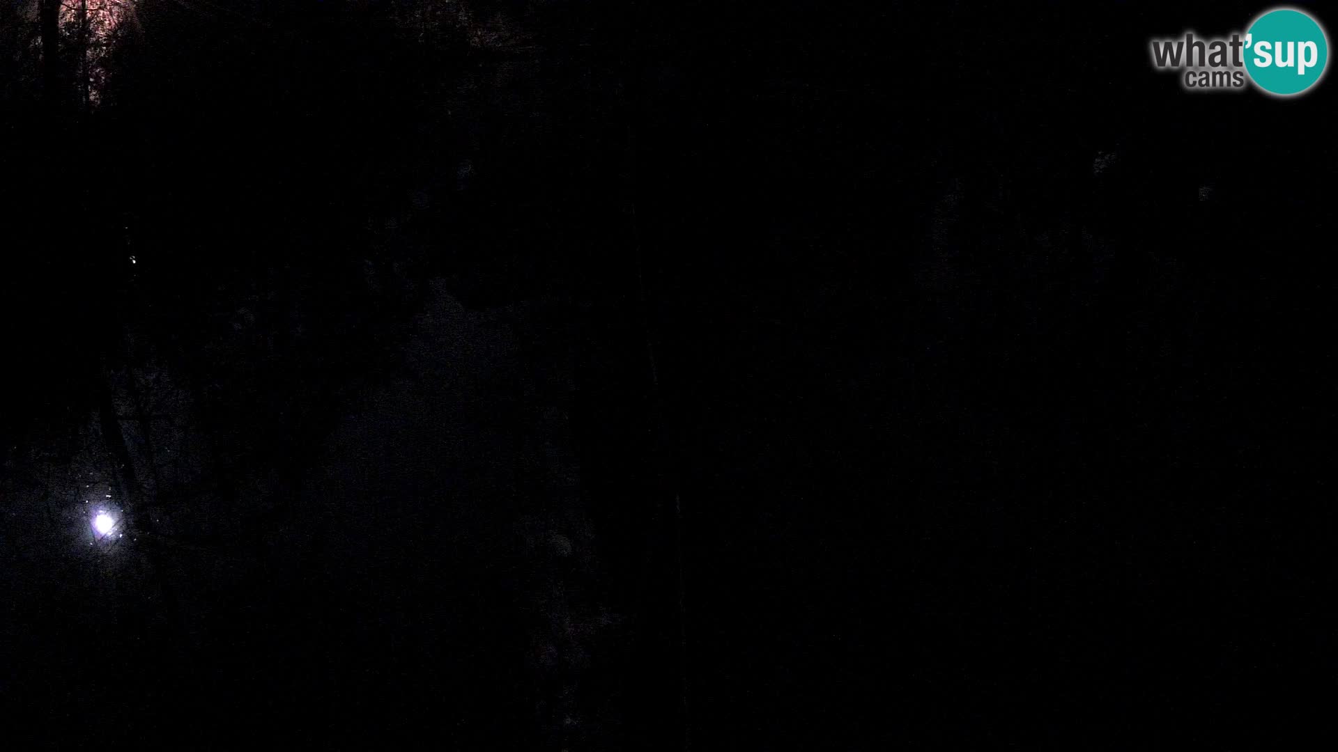 Vari bianconero Zoo Ljubljana webcam