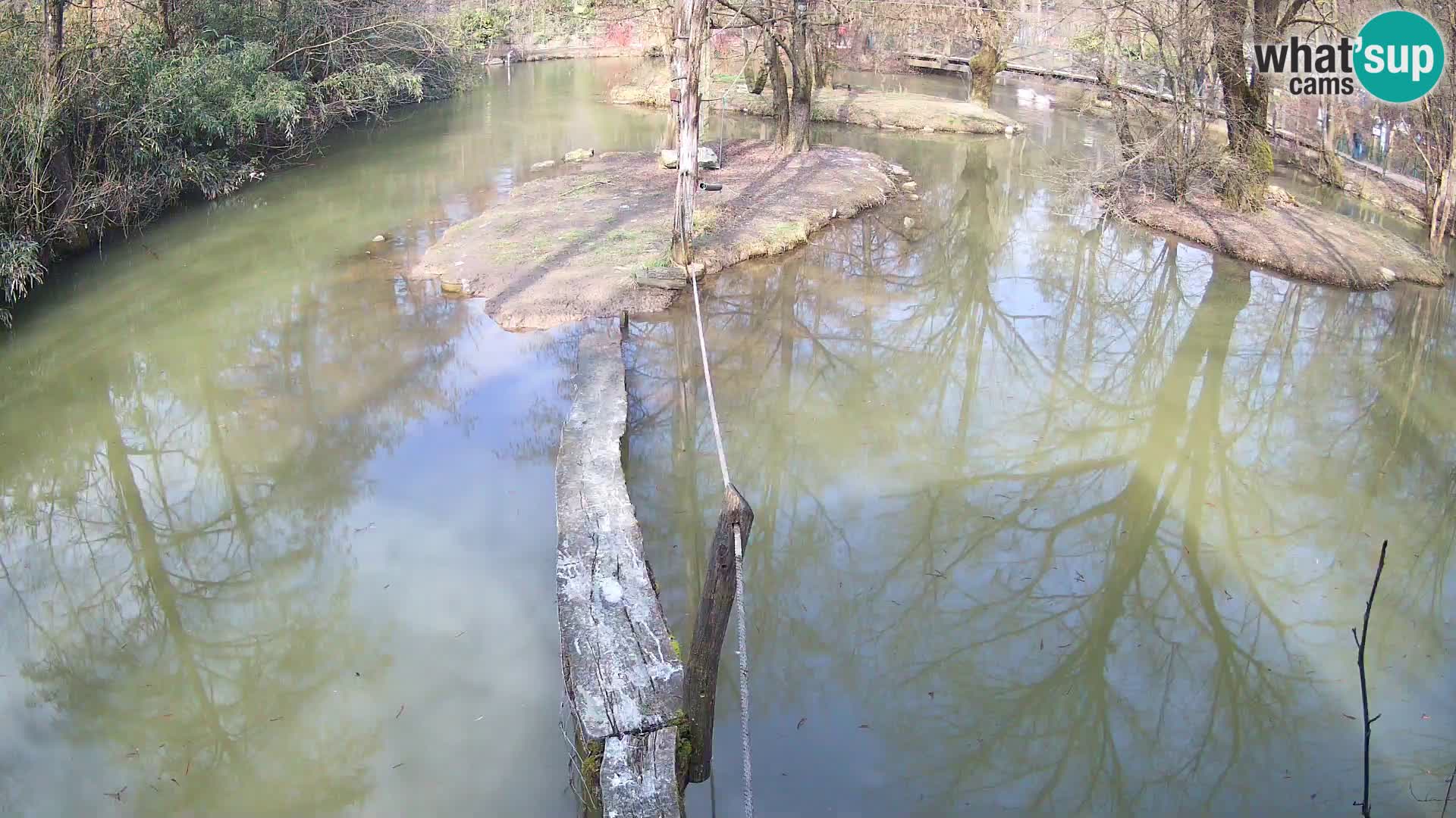 Navadni vari u živo – Ljubljana zoo