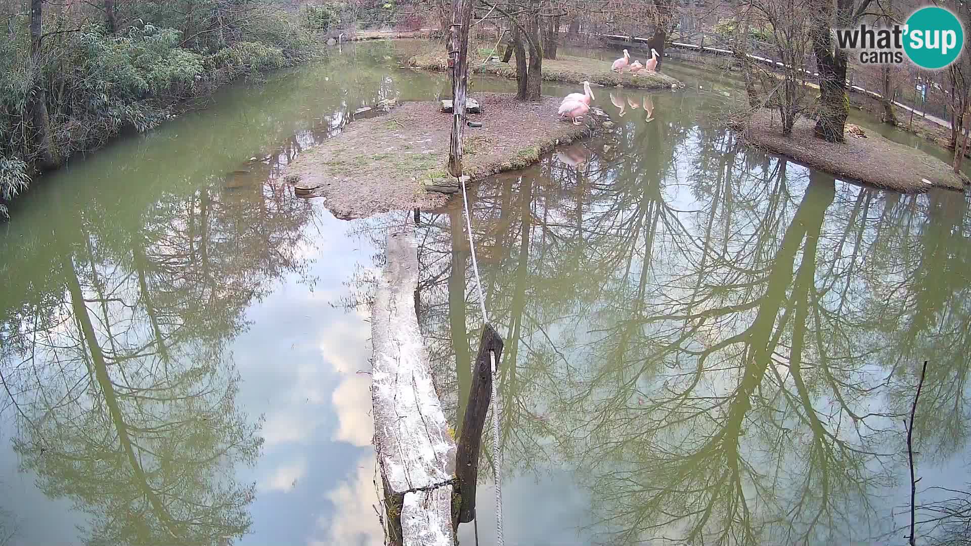 Vari bianconero Zoo Ljubljana webcam