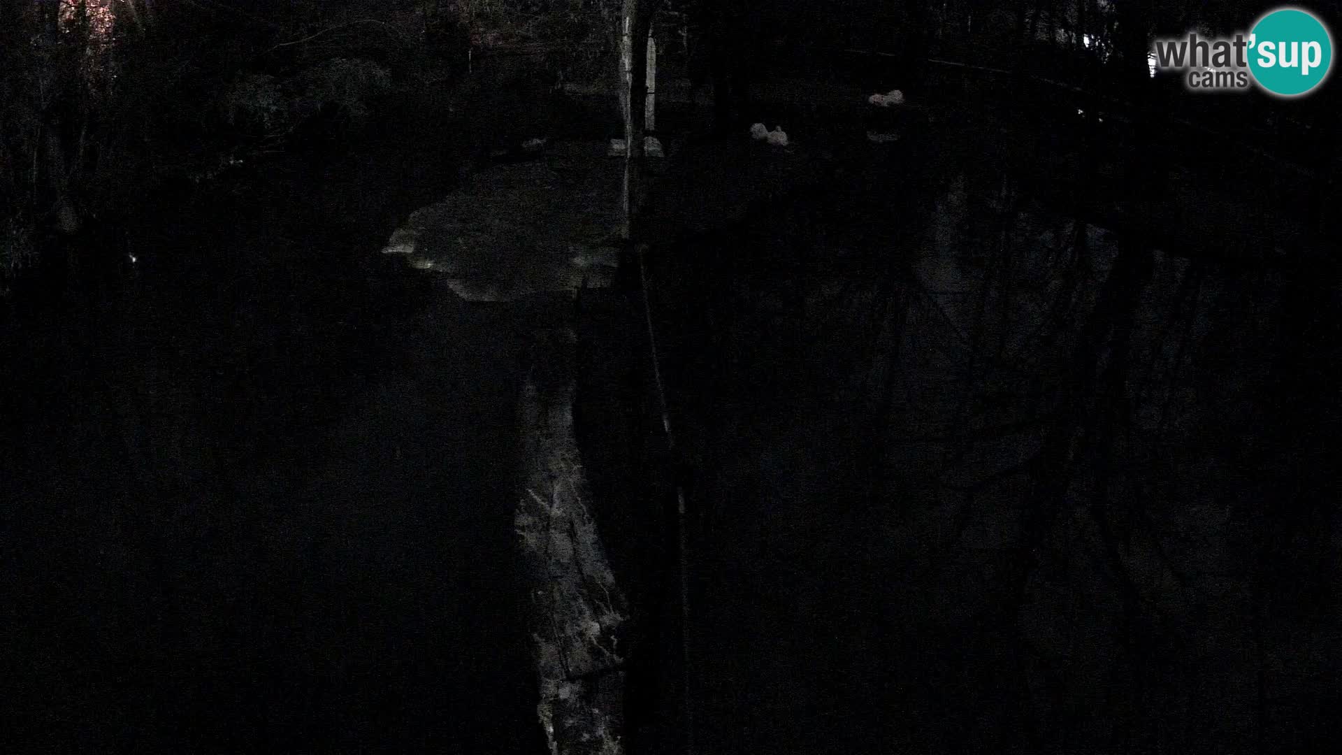 Vari bianconero Zoo Ljubljana webcam