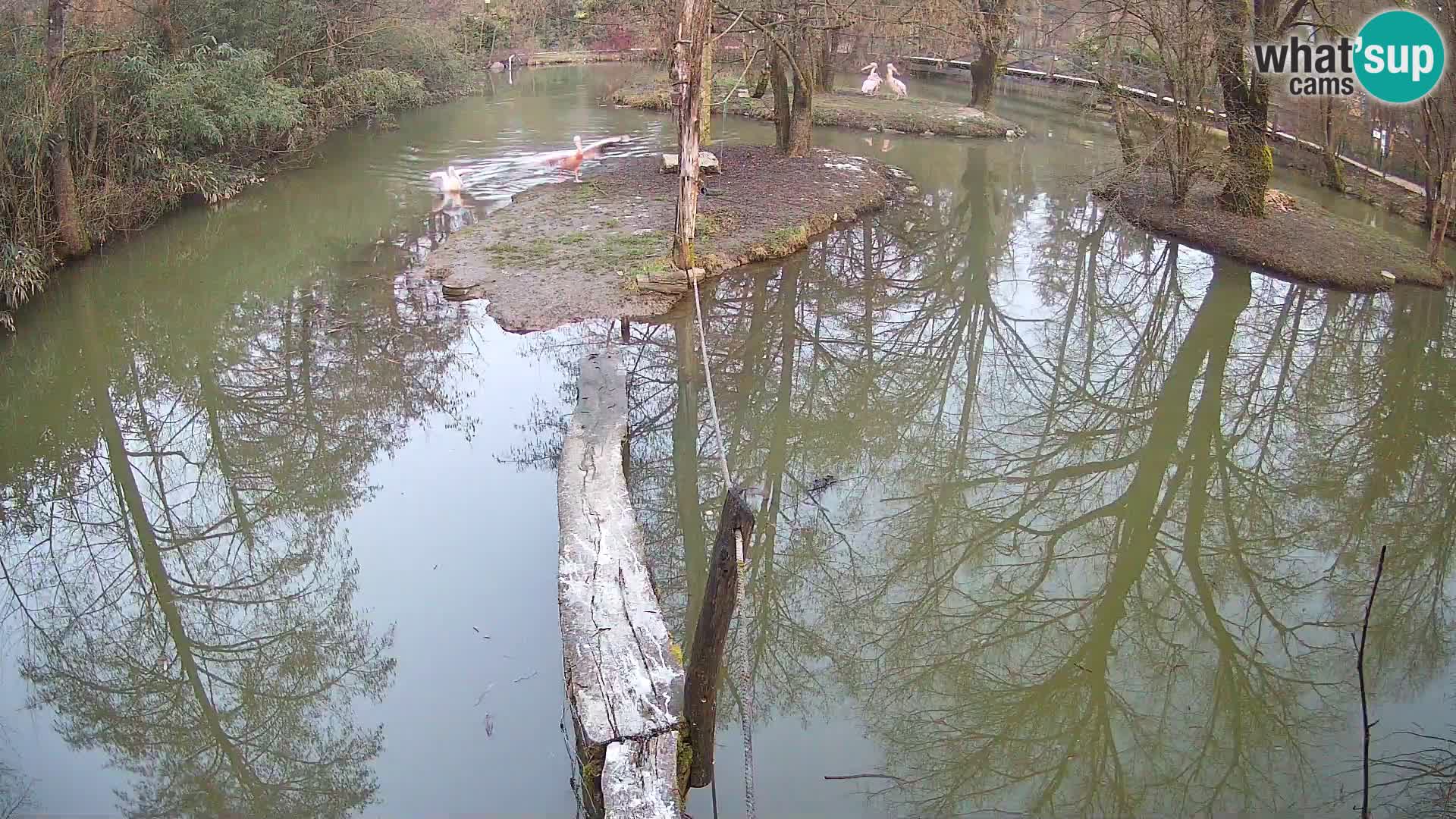 Schwarzweiße Vari Zoo Ljubljana webcam