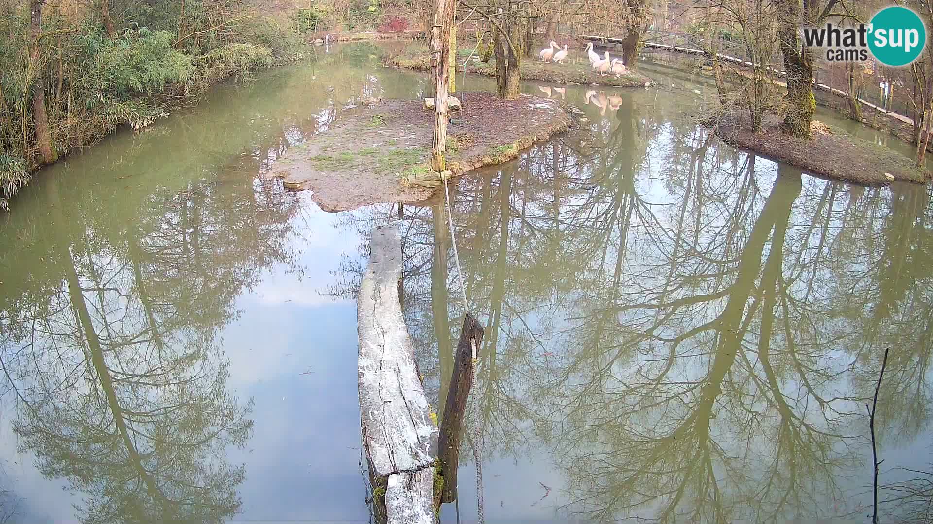 Black and white ruffed lemur Ljubljana Zoo live cam