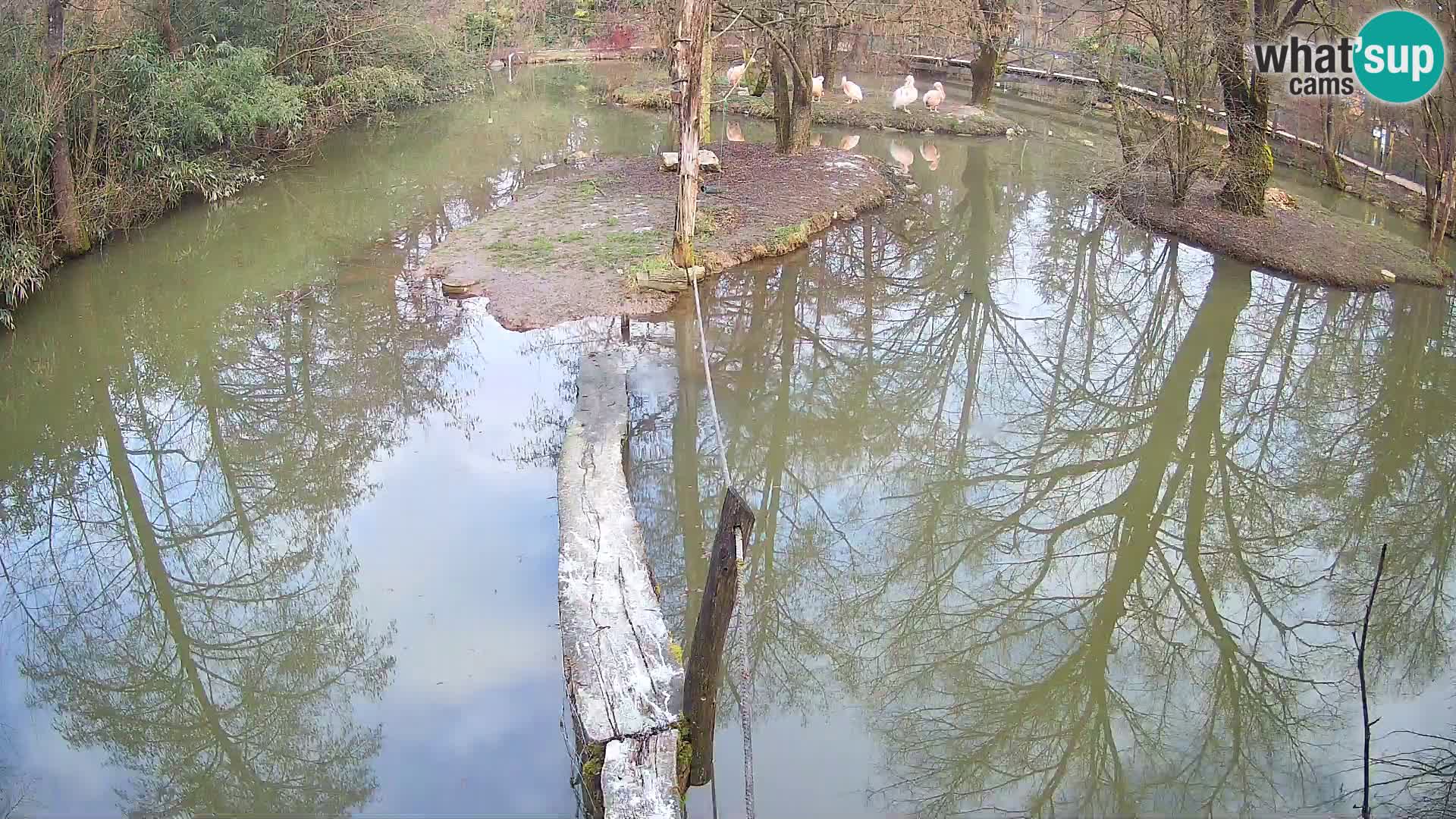 Schwarzweiße Vari Zoo Ljubljana webcam