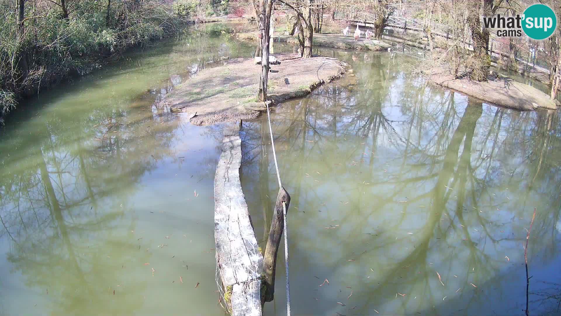 Schwarzweiße Vari Zoo Ljubljana webcam