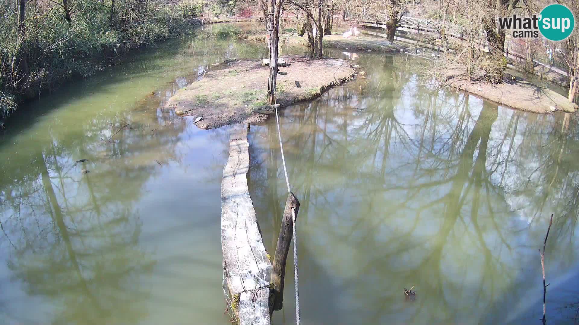 Vari noir et blanc – Ljubljana ZOO  livecam