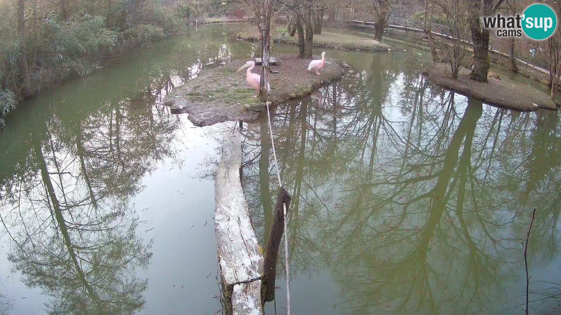 Navadni vari u živo – Ljubljana zoo