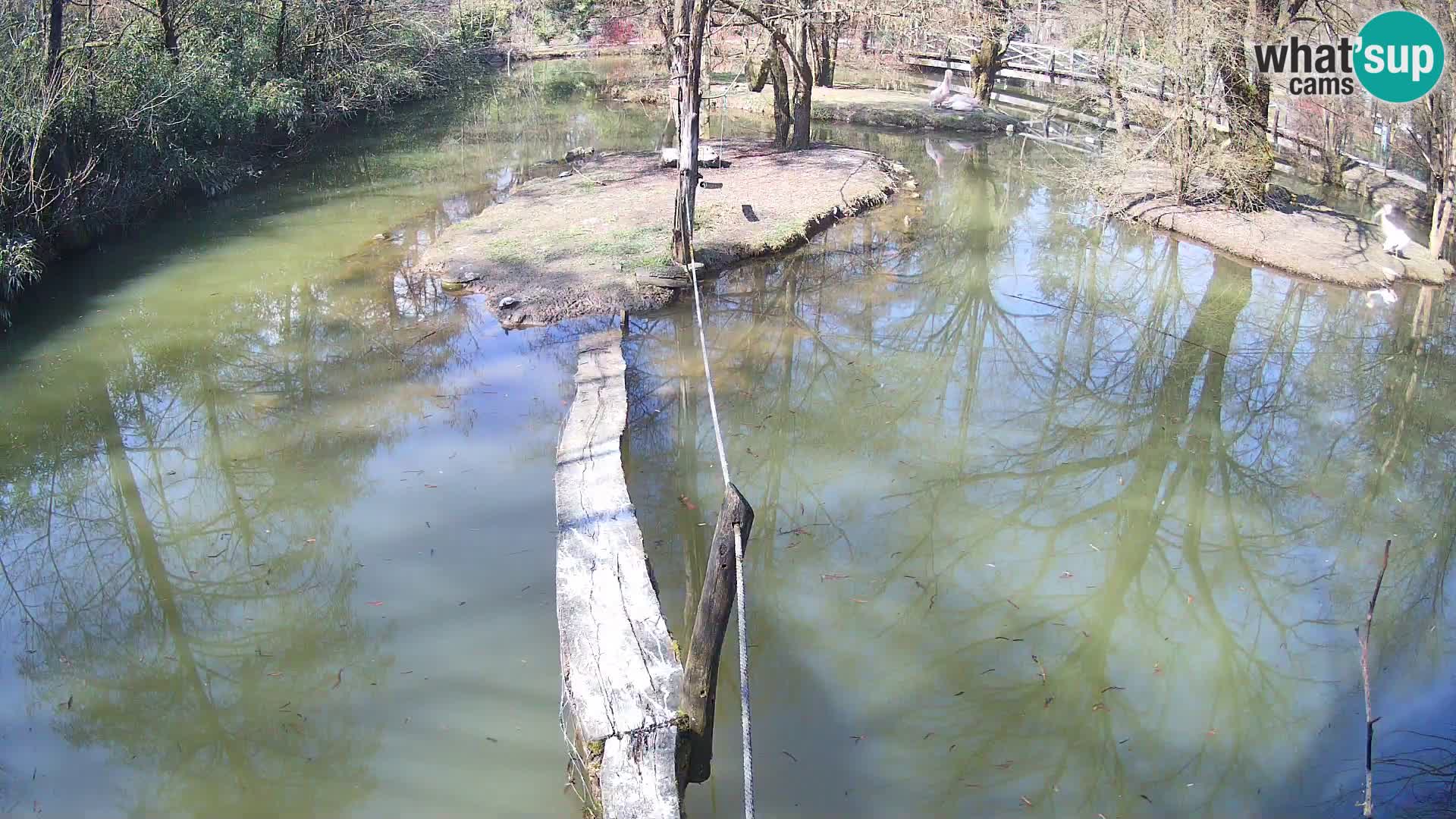 Black and white ruffed lemur Ljubljana Zoo live cam