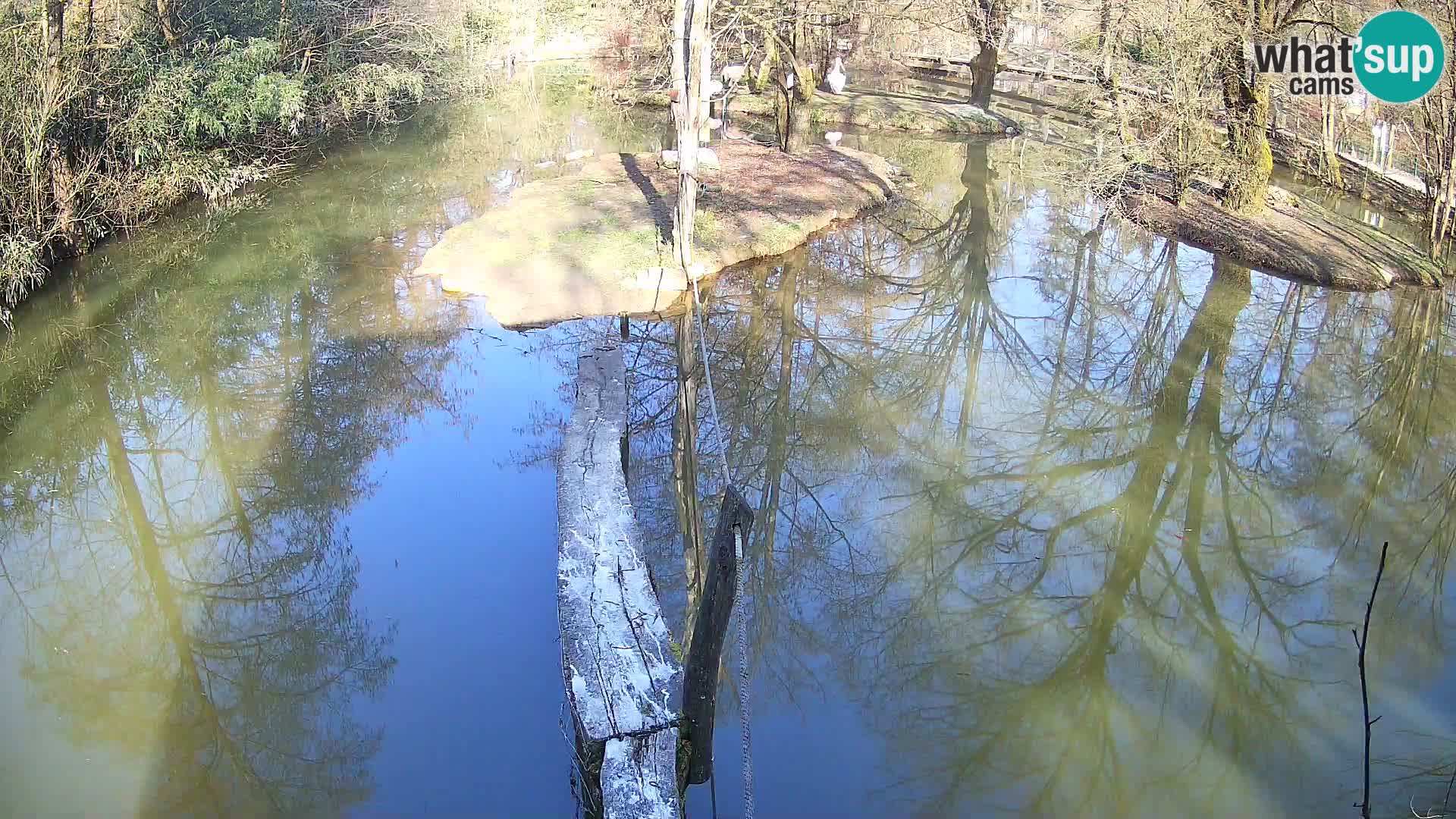 Black and white ruffed lemur Ljubljana Zoo live cam