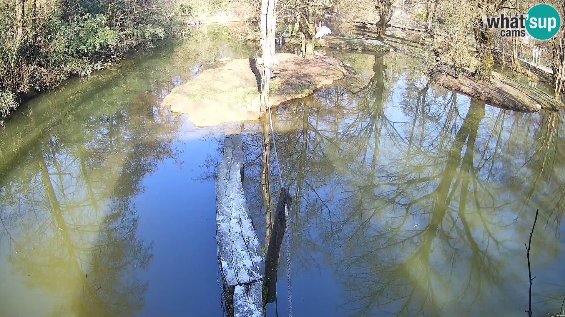 Navadni vari v živo – Ljubljana živalski vrt