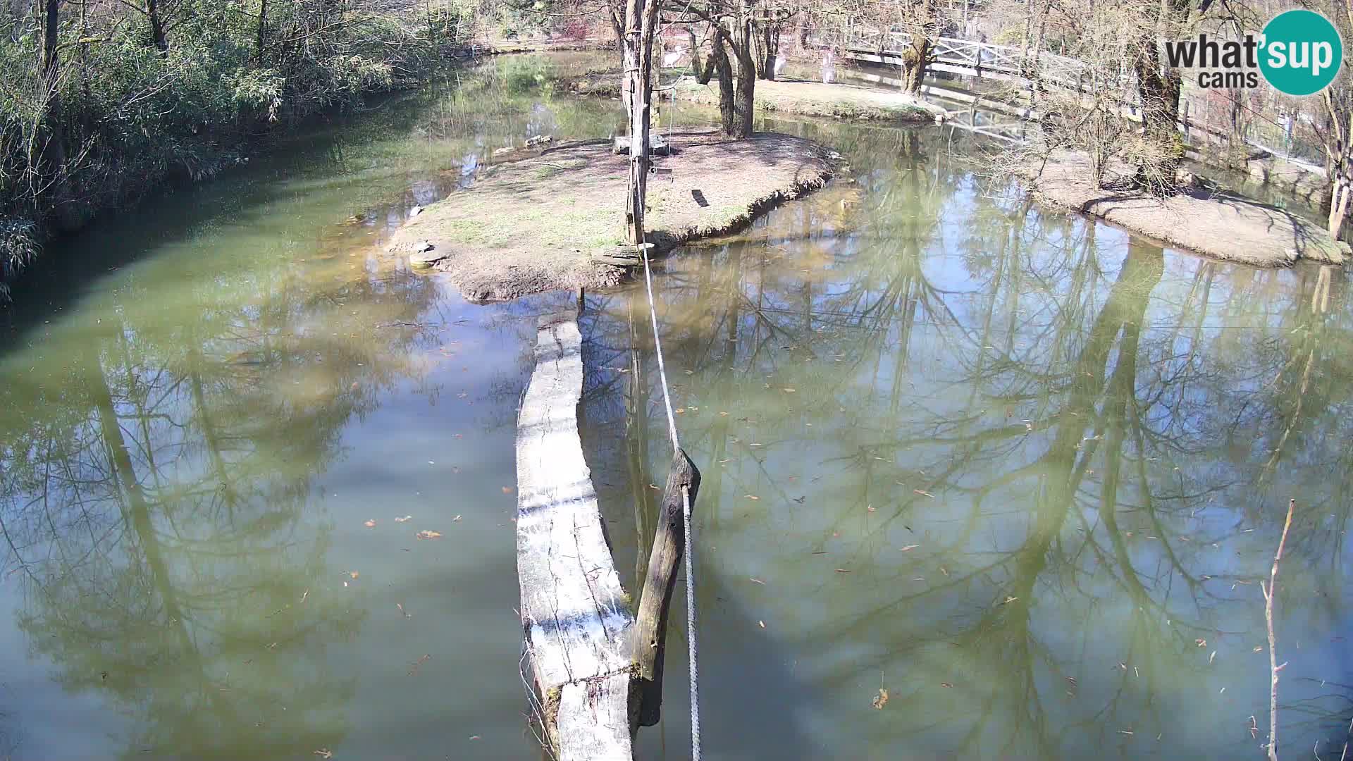 Navadni vari v živo – Ljubljana živalski vrt