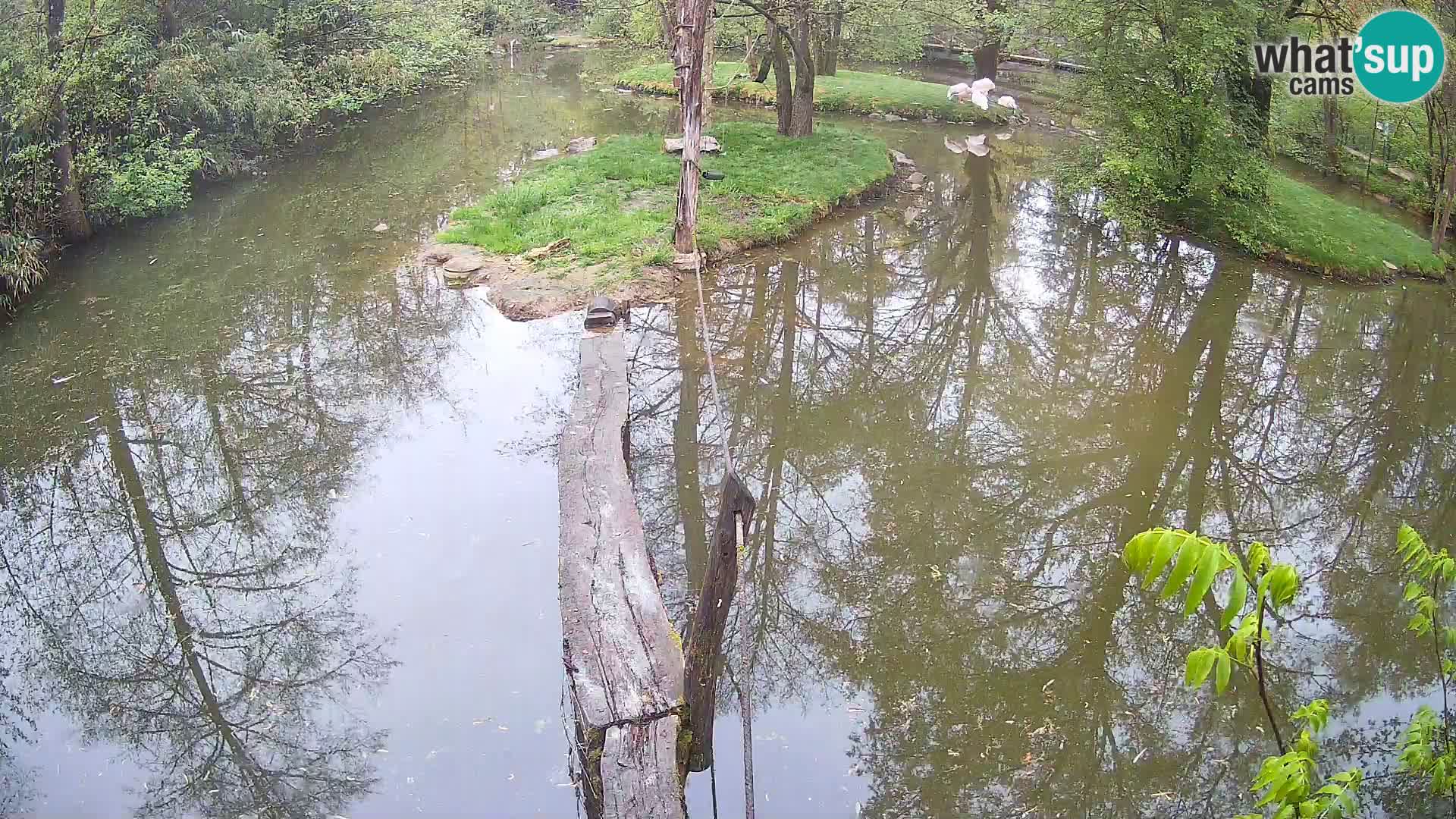 Navadni vari v živo – Ljubljana živalski vrt