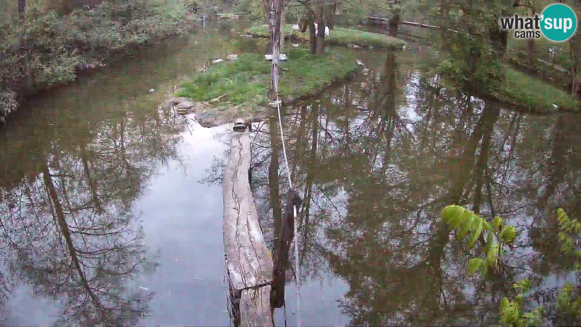 Schwarzweiße Vari Zoo Ljubljana webcam