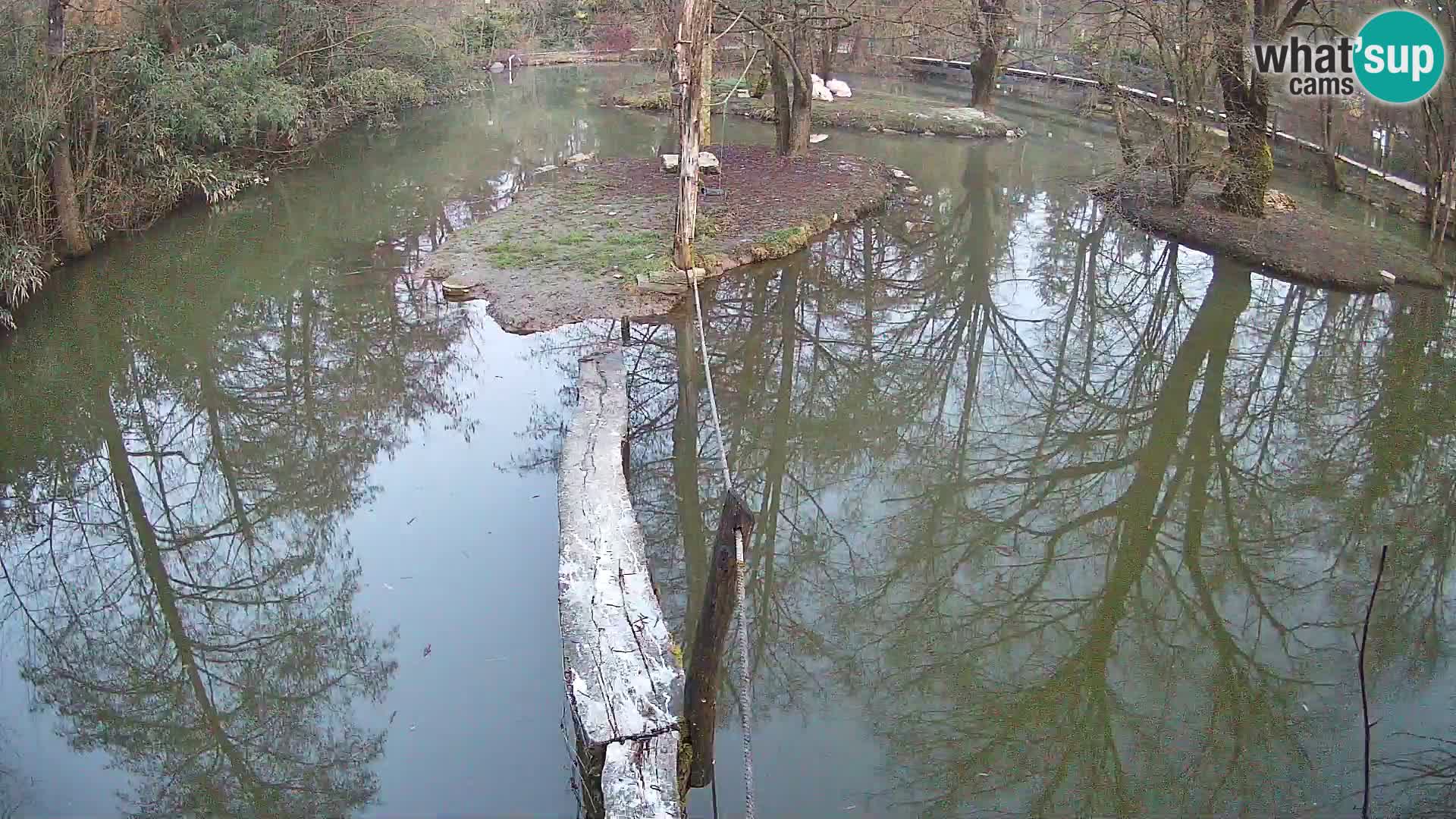 Navadni vari u živo – Ljubljana zoo